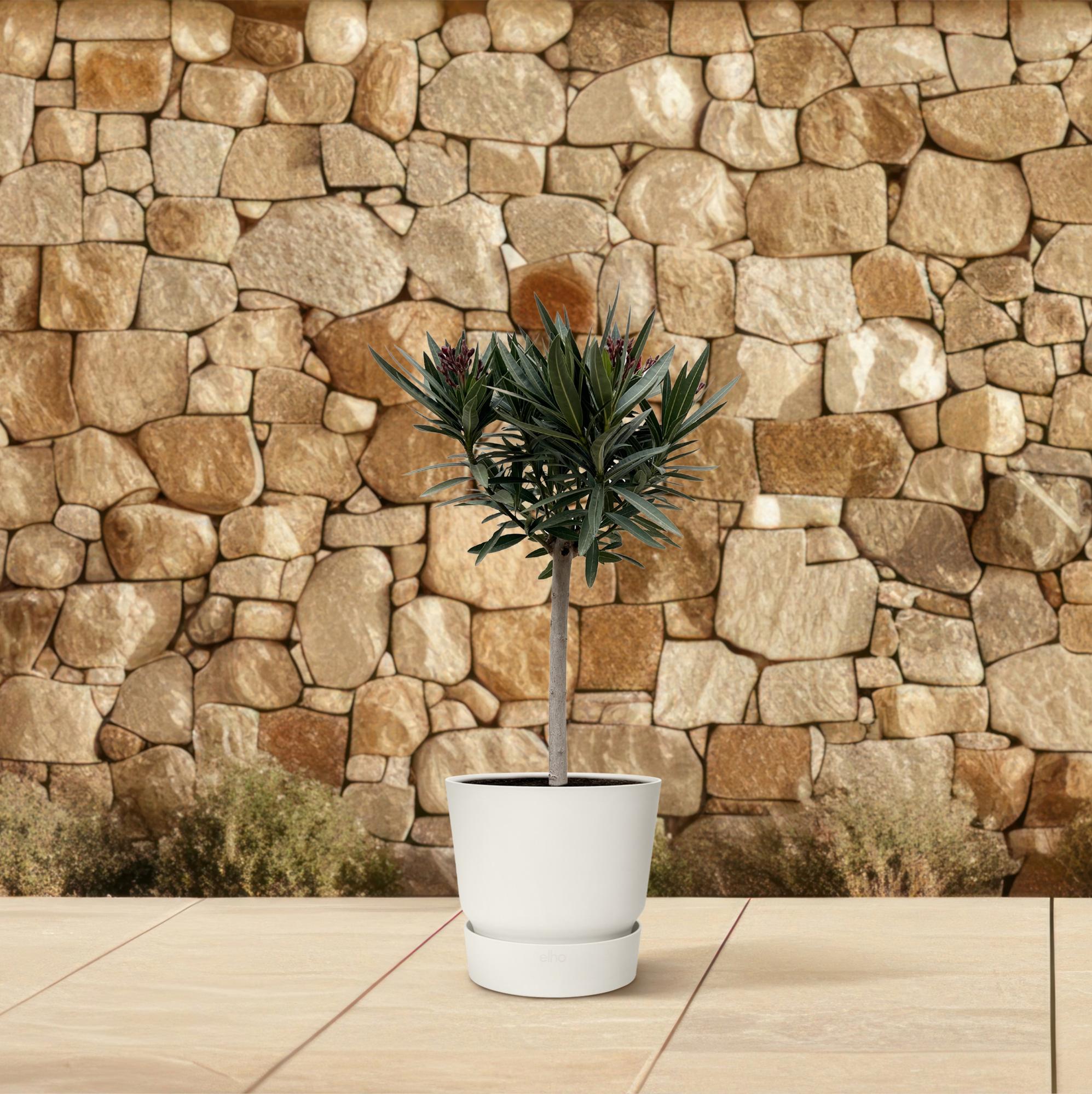 Nerium Oleander (op stam met rode bloem) Ø 22 H 90 cm 4