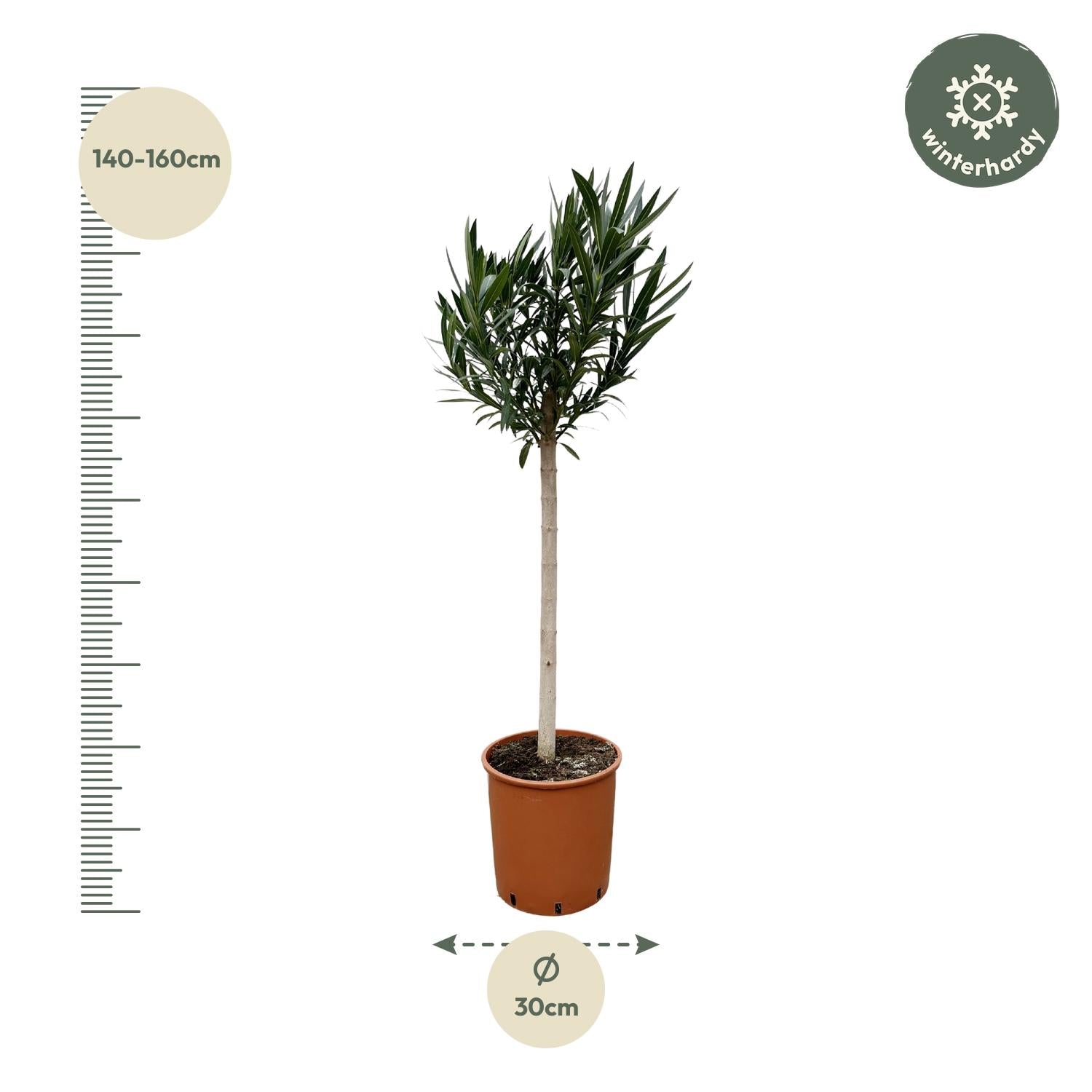 Nerium Oleander (op stam met rode bloem) Ø 30 H 170 cm 2