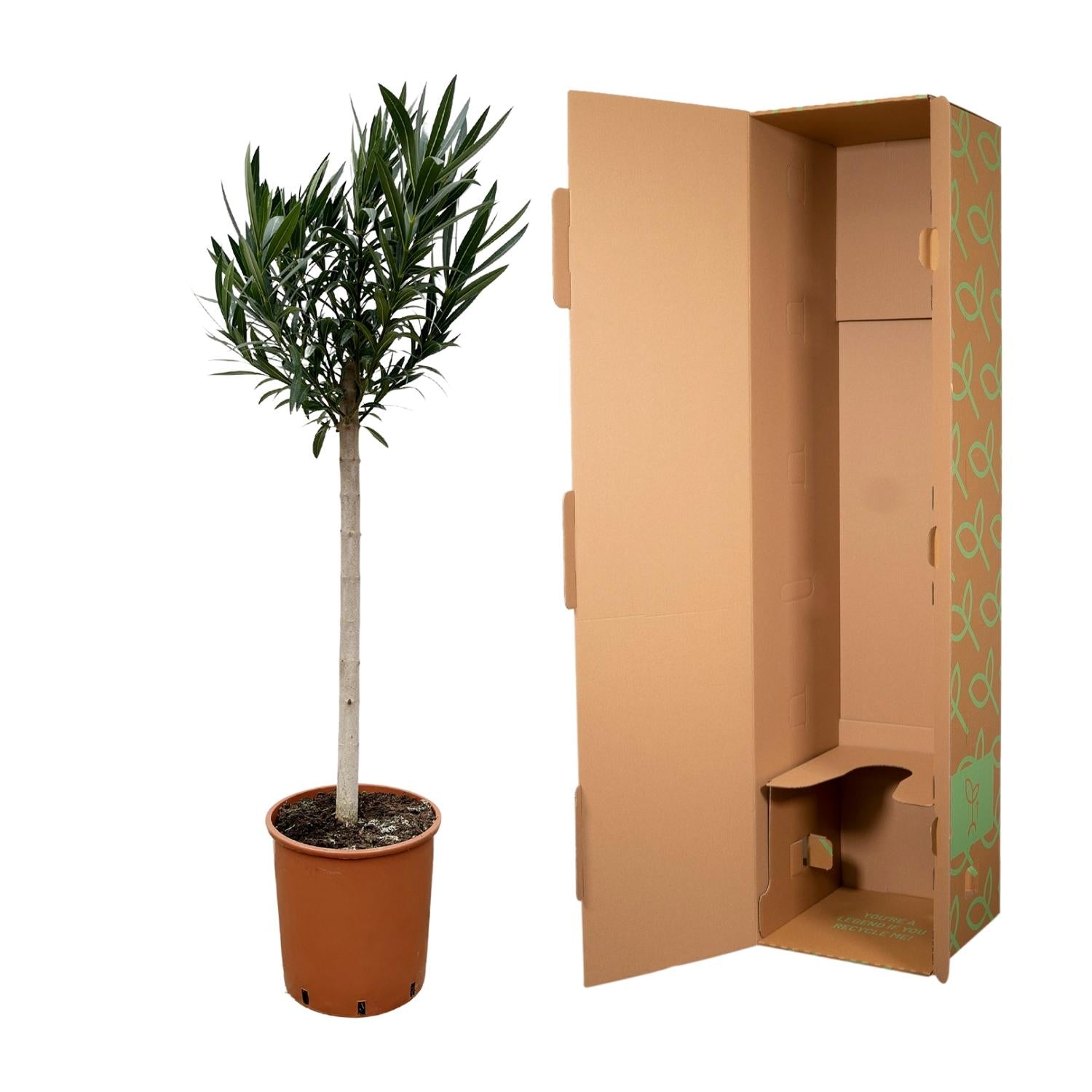 Nerium Oleander (op stam met rode bloem) Ø 30 H 170 cm 3