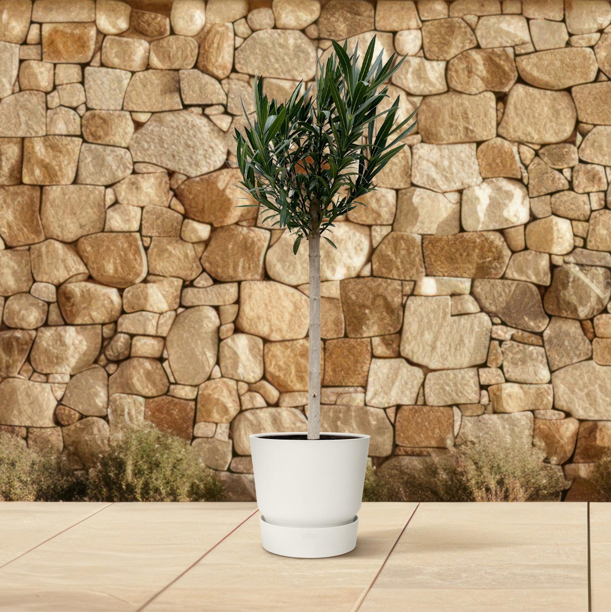 Nerium Oleander (op stam met rode bloem) Ø 30 H 170 cm 4