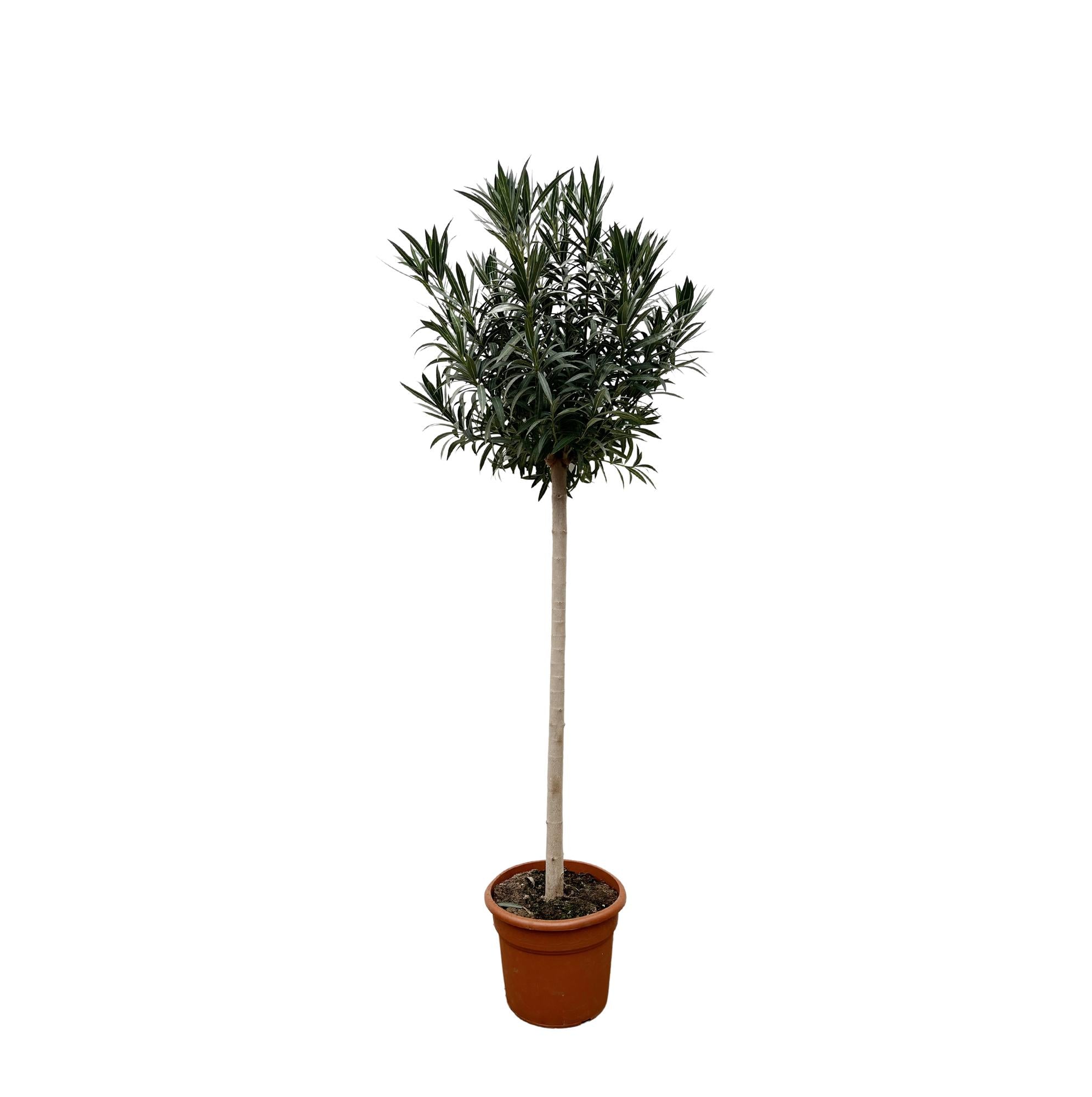 Nerium Oleander (op stam met rode bloem) Ø 40 H 170 cm