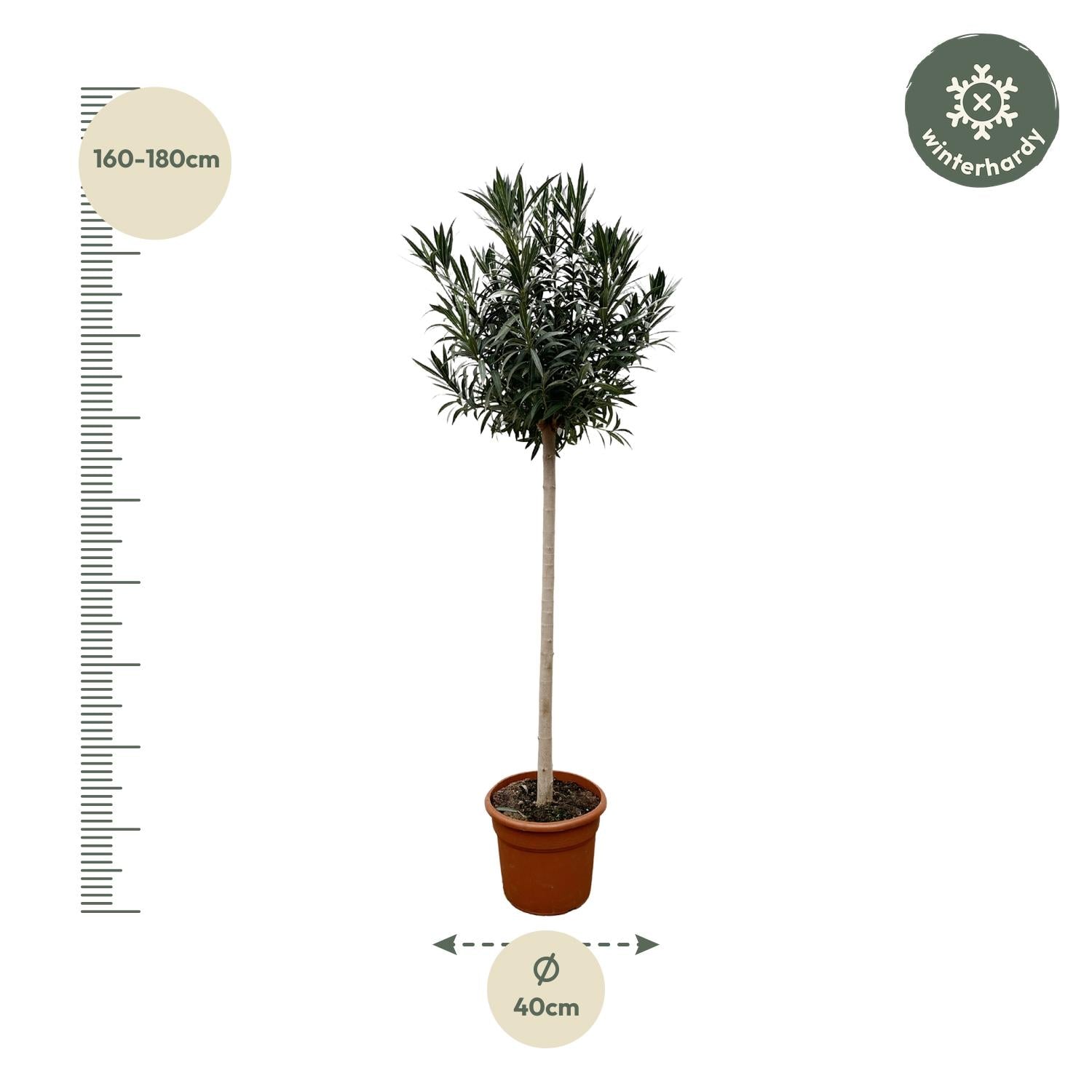 Nerium Oleander (op stam met rode bloem) Ø 40 H 170 cm 2