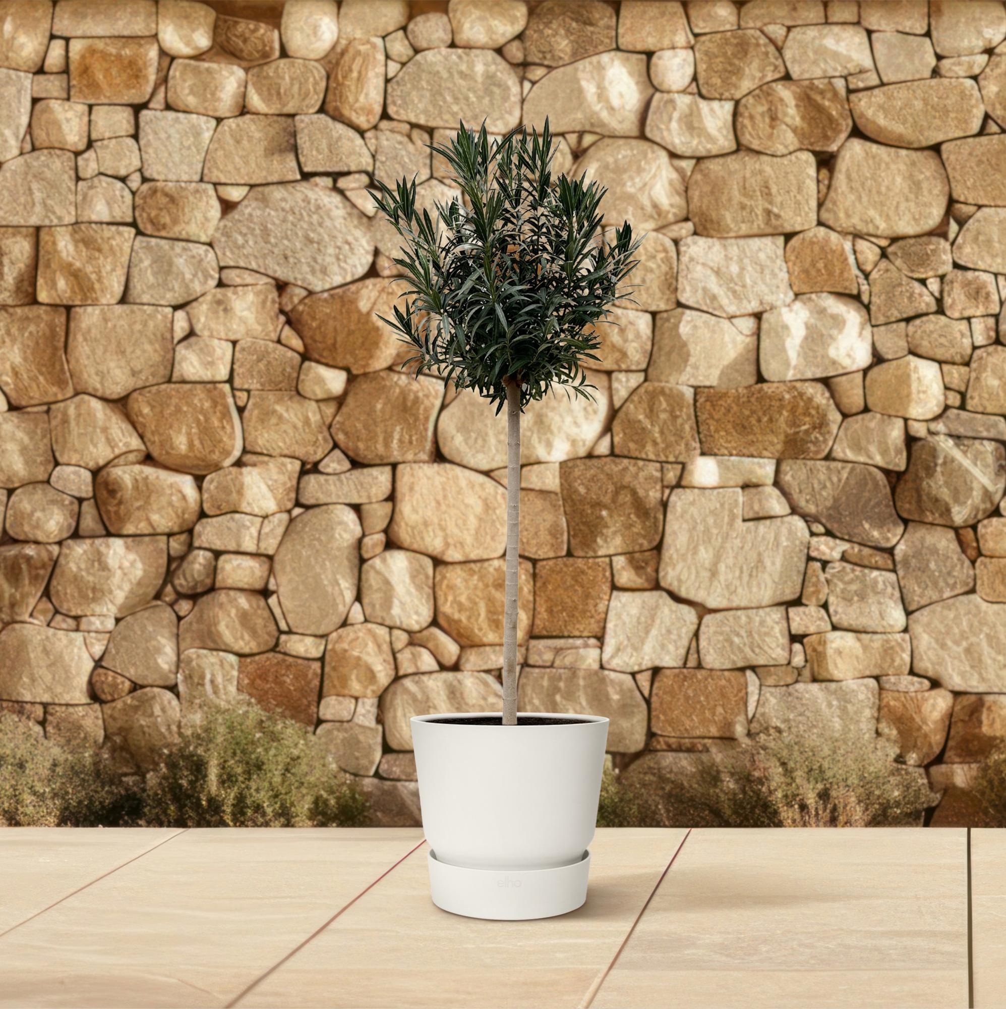 Nerium Oleander (op stam met rode bloem) Ø 40 H 170 cm 4