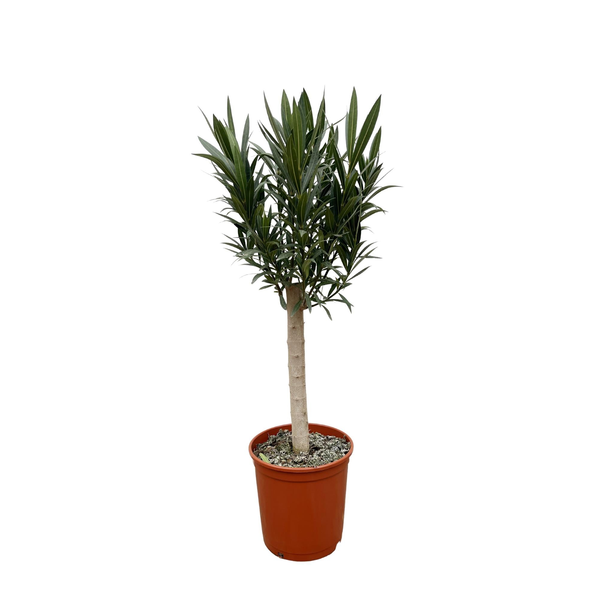 Nerium Oleander (op stam met roze bloem) Ø 22 H 110 cm