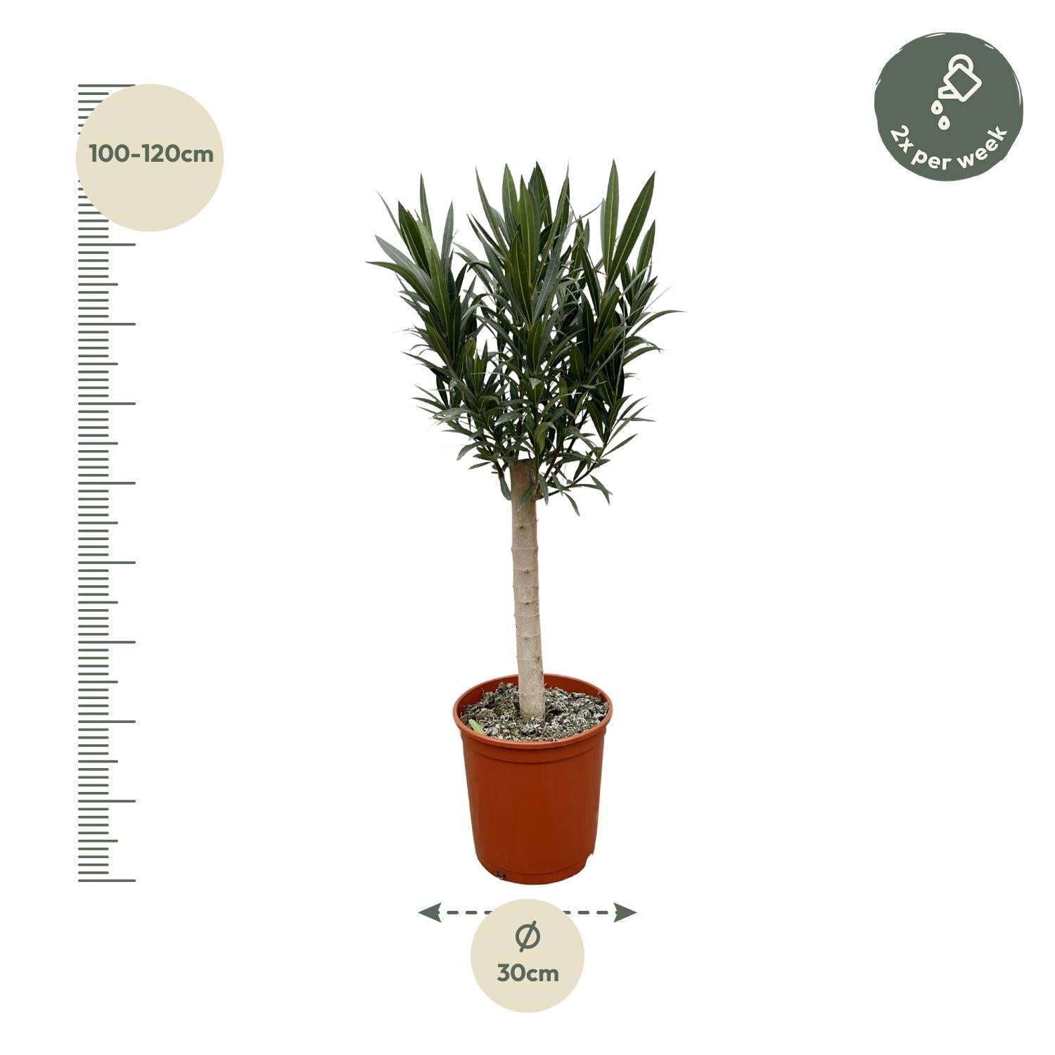 Nerium Oleander (op stam met roze bloem) Ø 22 H 110 cm 2