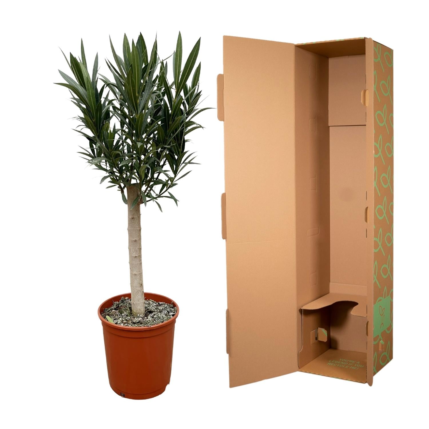 Nerium Oleander (op stam met roze bloem) Ø 22 H 110 cm 3