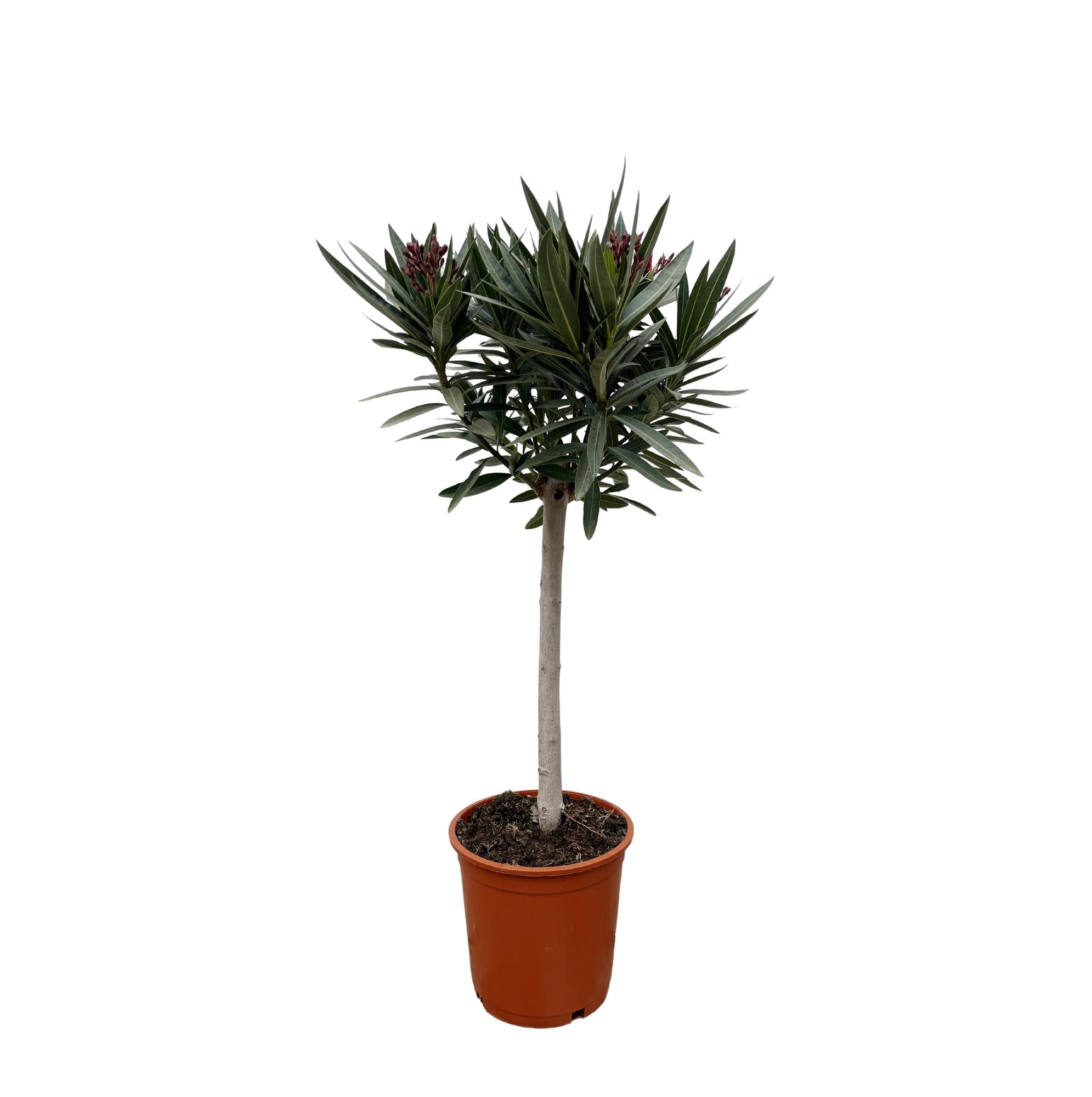 Nerium Oleander (op stam met roze bloem) Ø 22 H 90 cm
