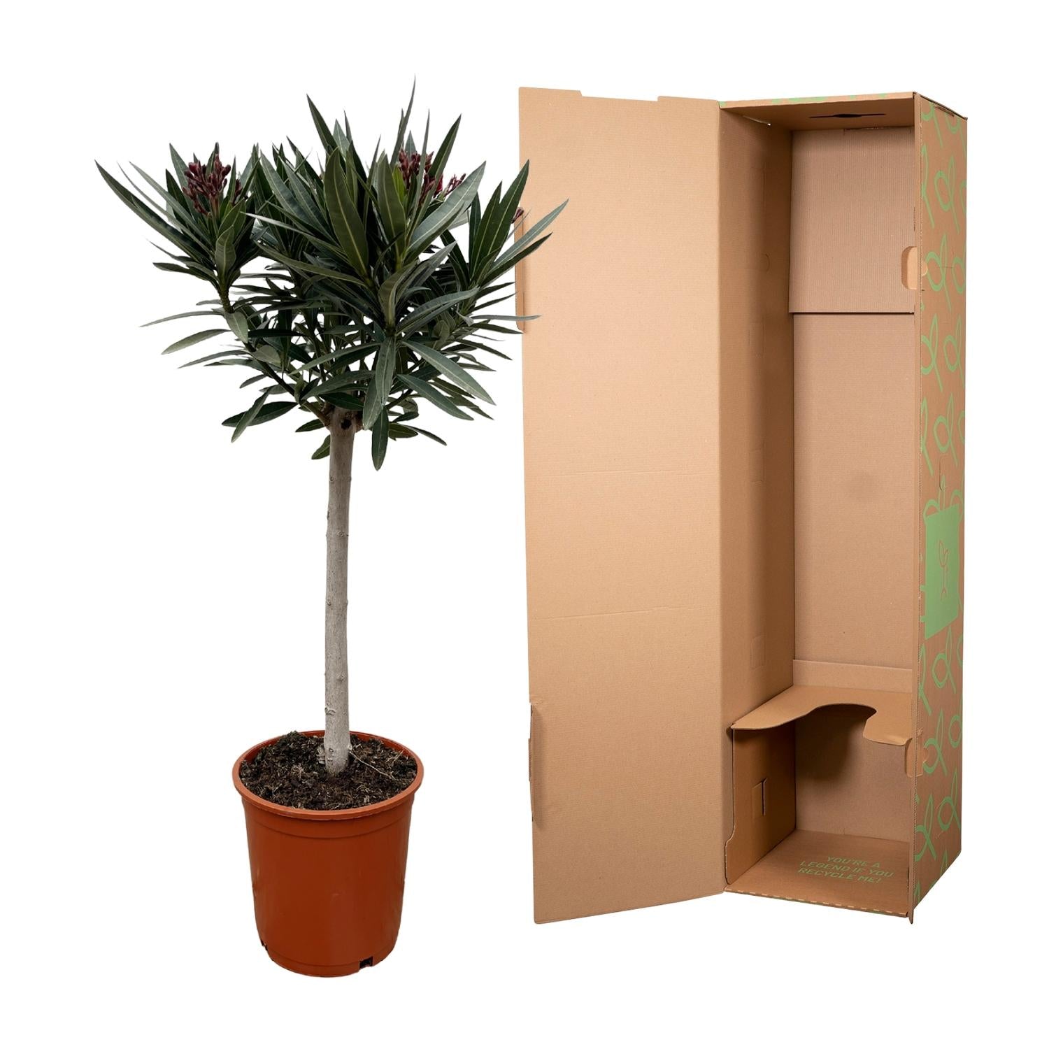 Nerium Oleander (op stam met roze bloem) Ø 22 H 90 cm 3