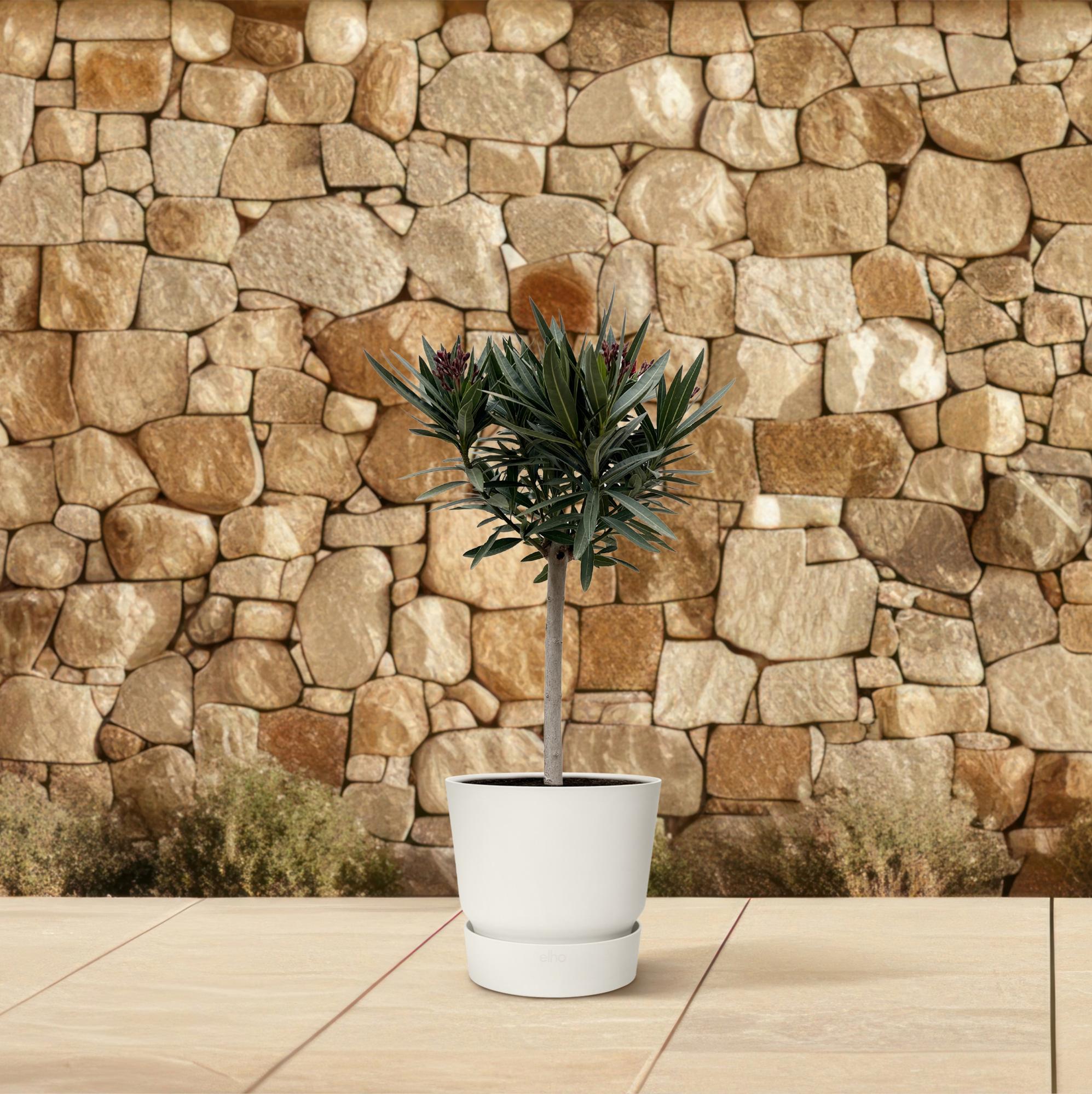 Nerium Oleander (op stam met roze bloem) Ø 22 H 90 cm 4