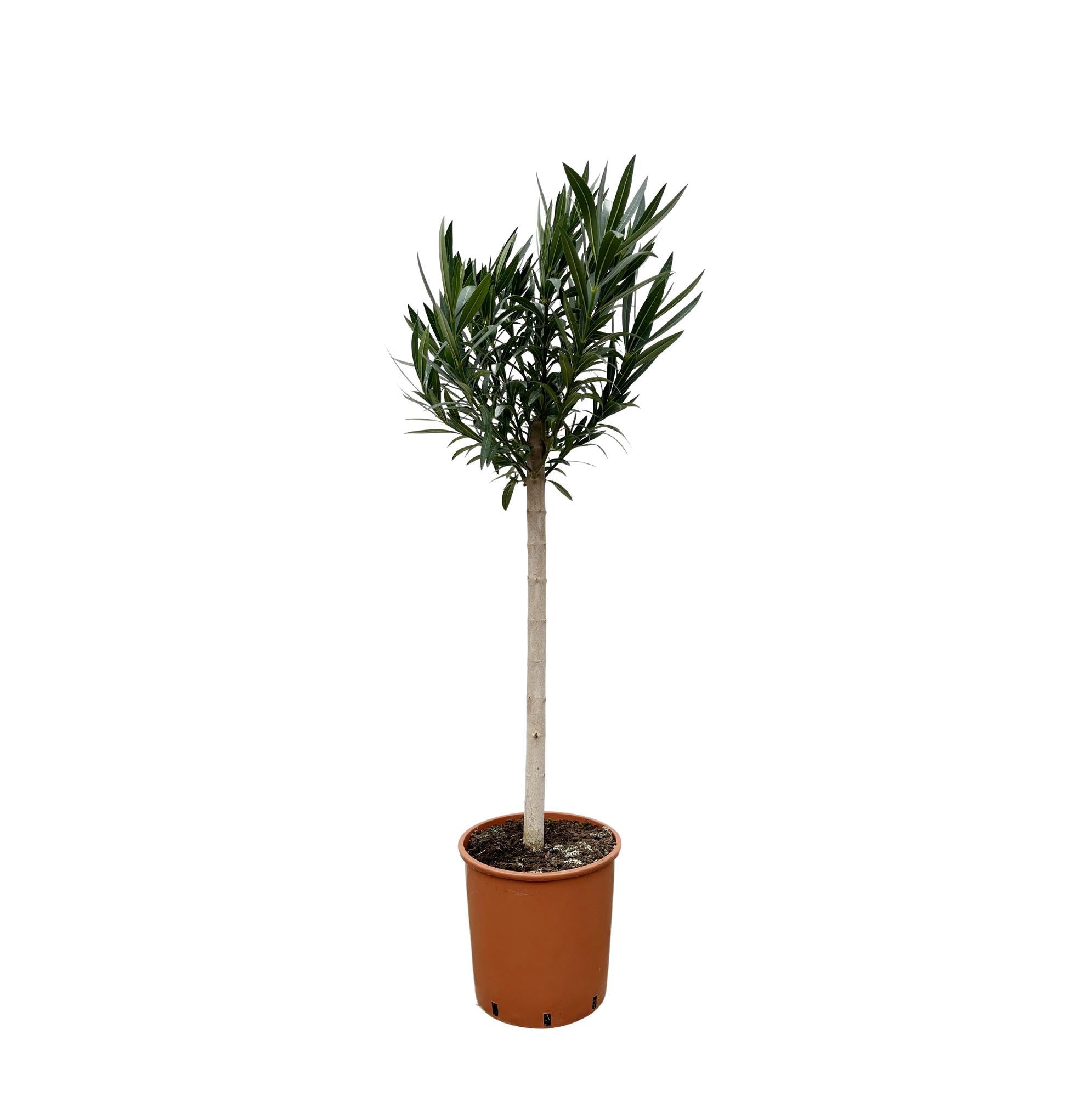 Nerium Oleander (op stam met roze bloem) Ø 30 H 170 cm
