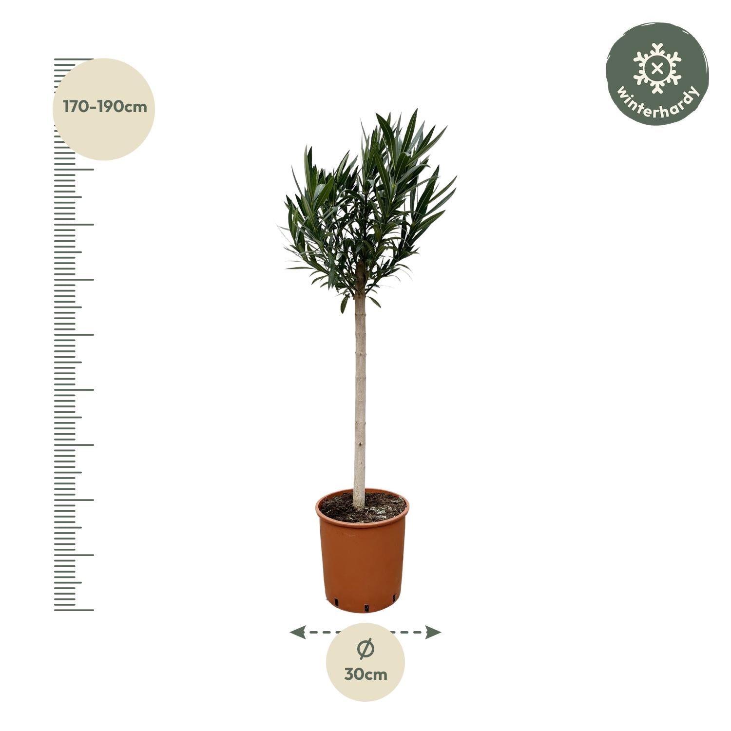 Nerium Oleander (op stam met roze bloem) Ø 30 H 170 cm 2