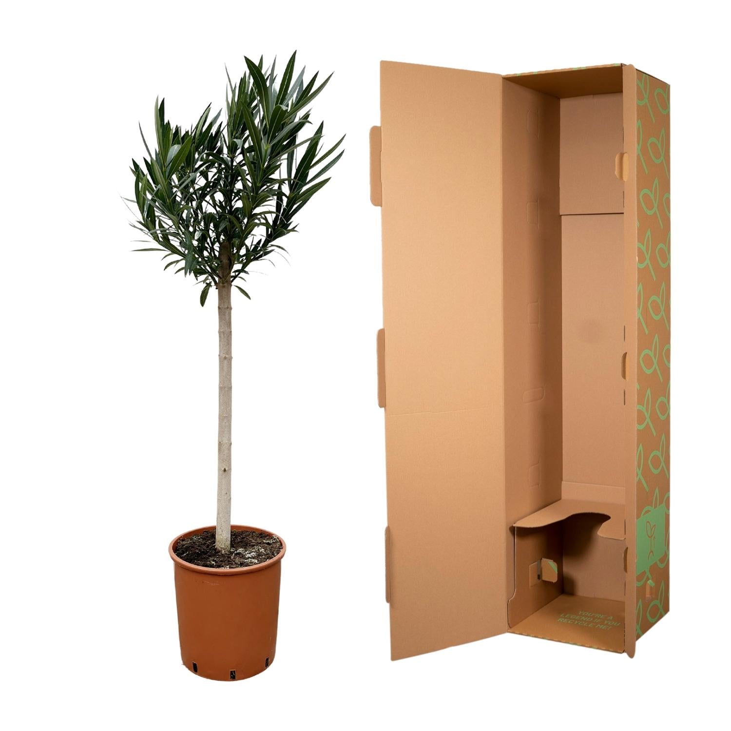 Nerium Oleander (op stam met roze bloem) Ø 30 H 170 cm 3