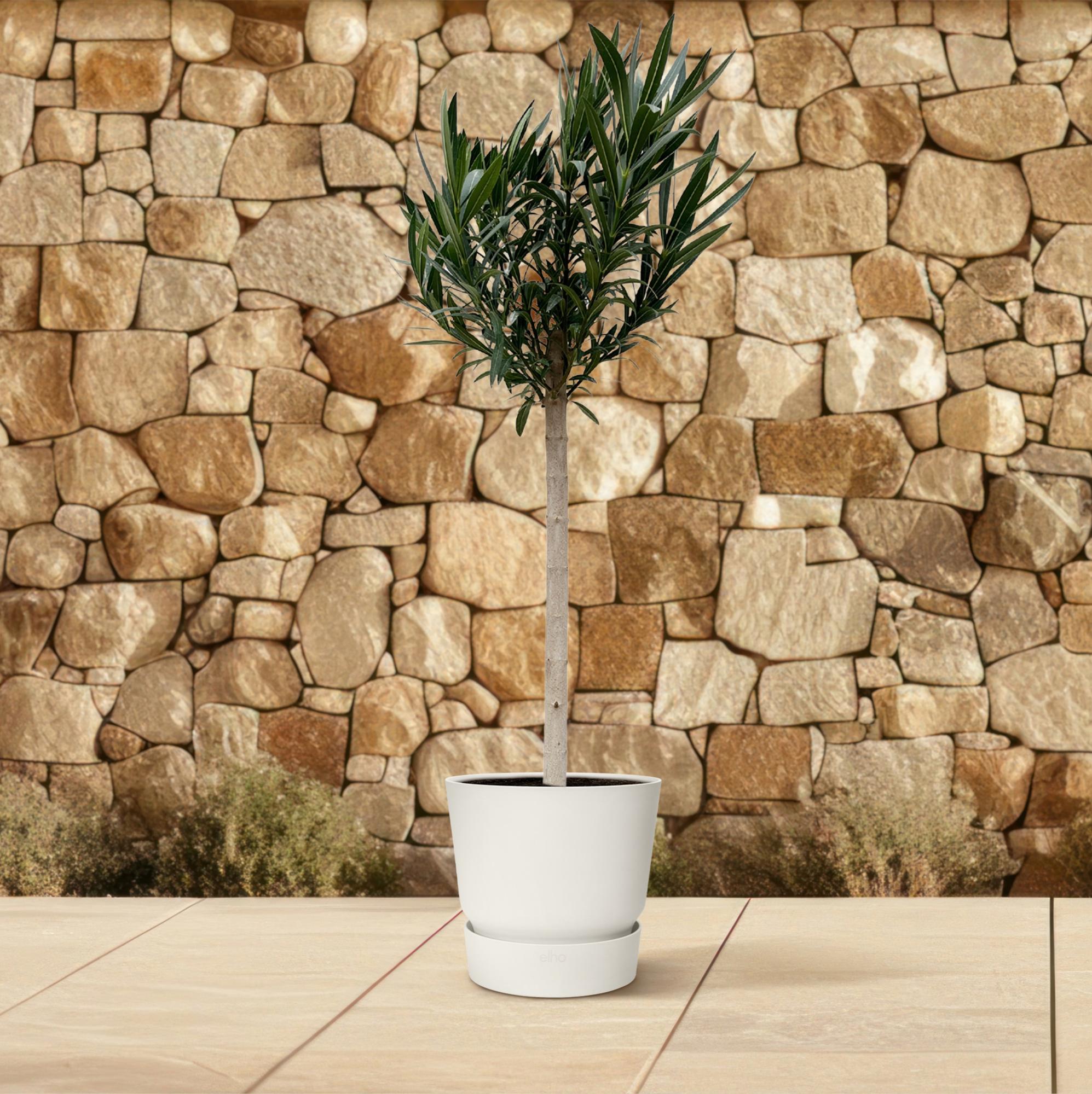 Nerium Oleander (op stam met roze bloem) Ø 30 H 170 cm 4