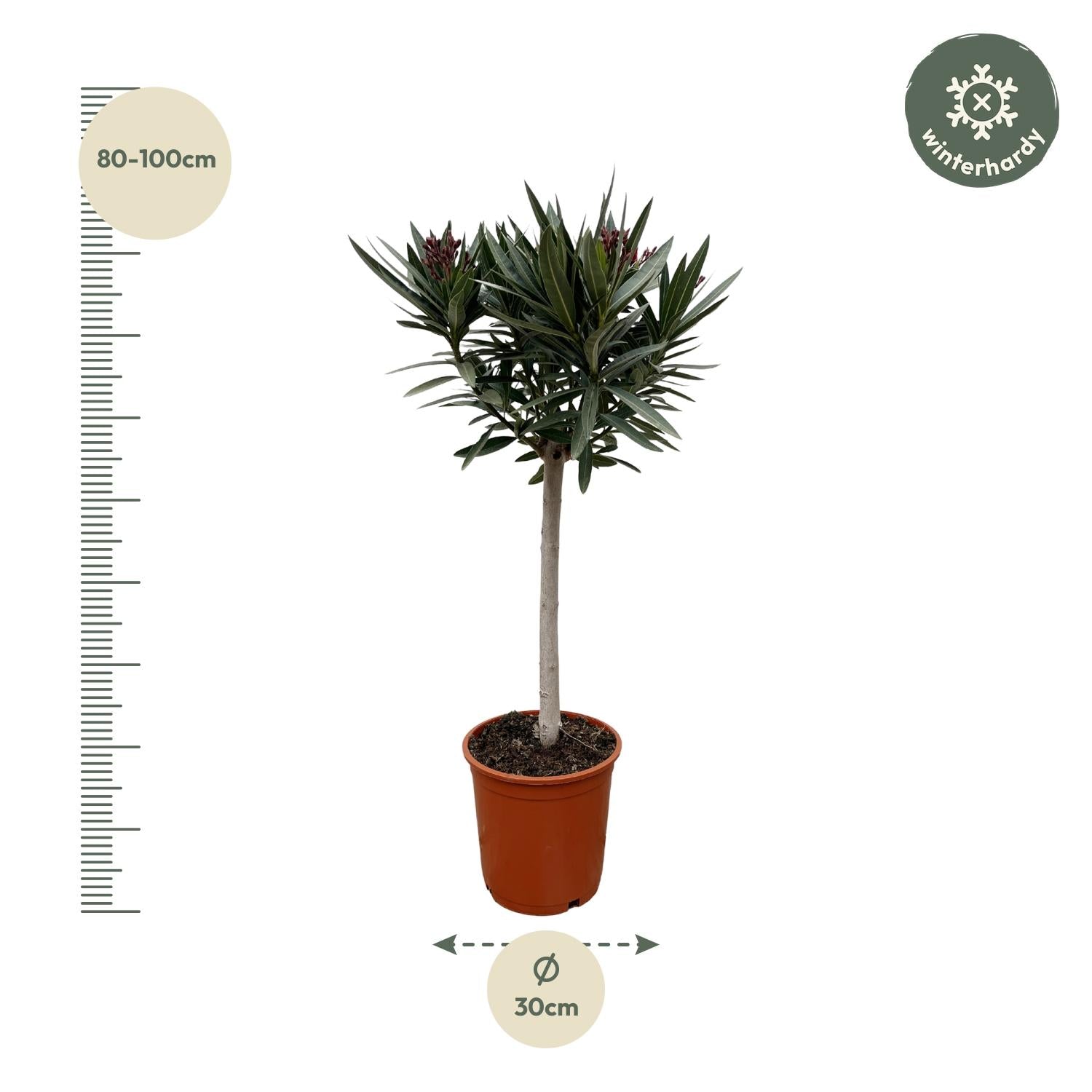 Nerium Oleander (op stam met witte bloem) Ø 19 H 90 cm 2