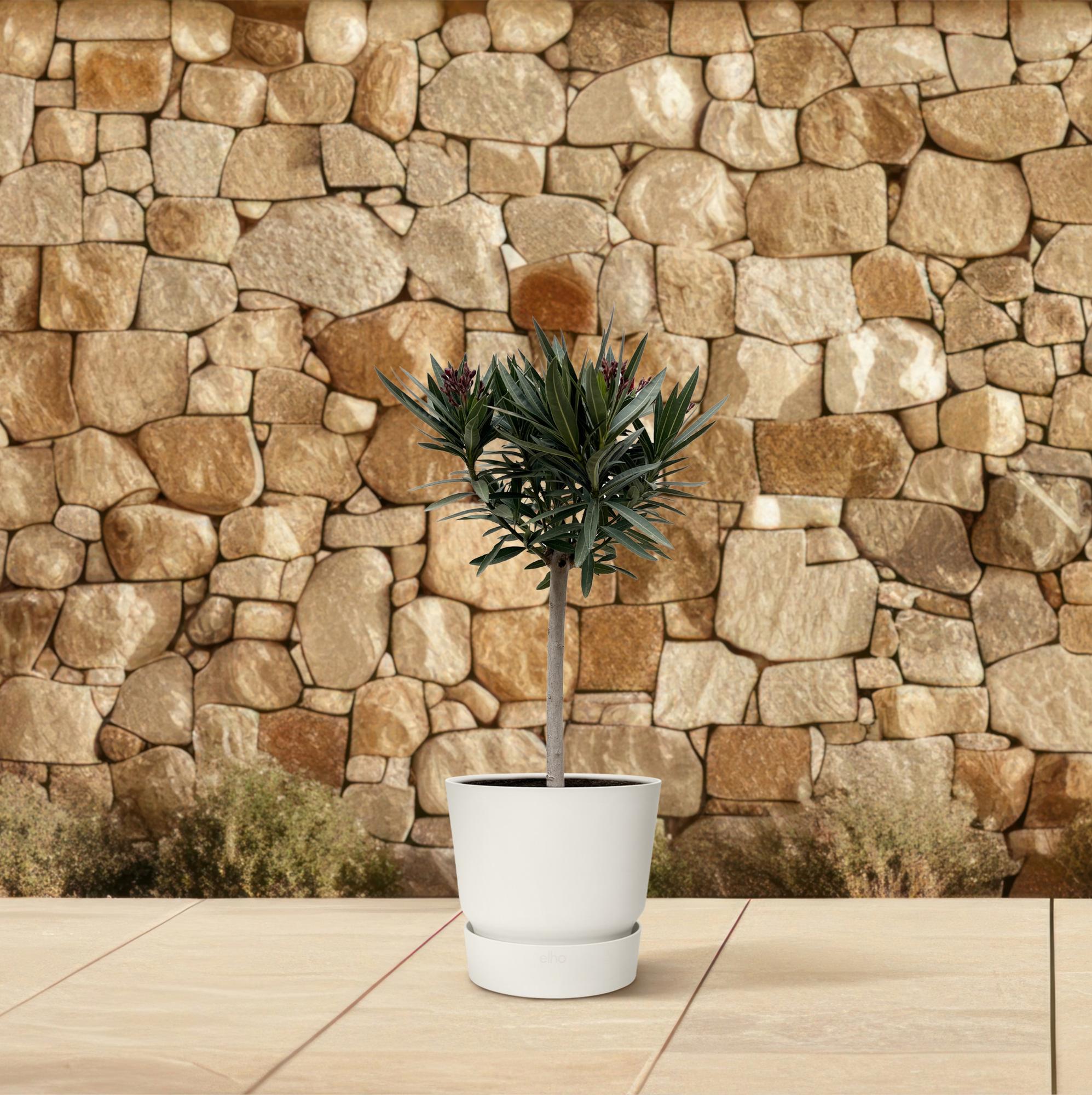 Nerium Oleander (op stam met witte bloem) Ø 19 H 90 cm 4