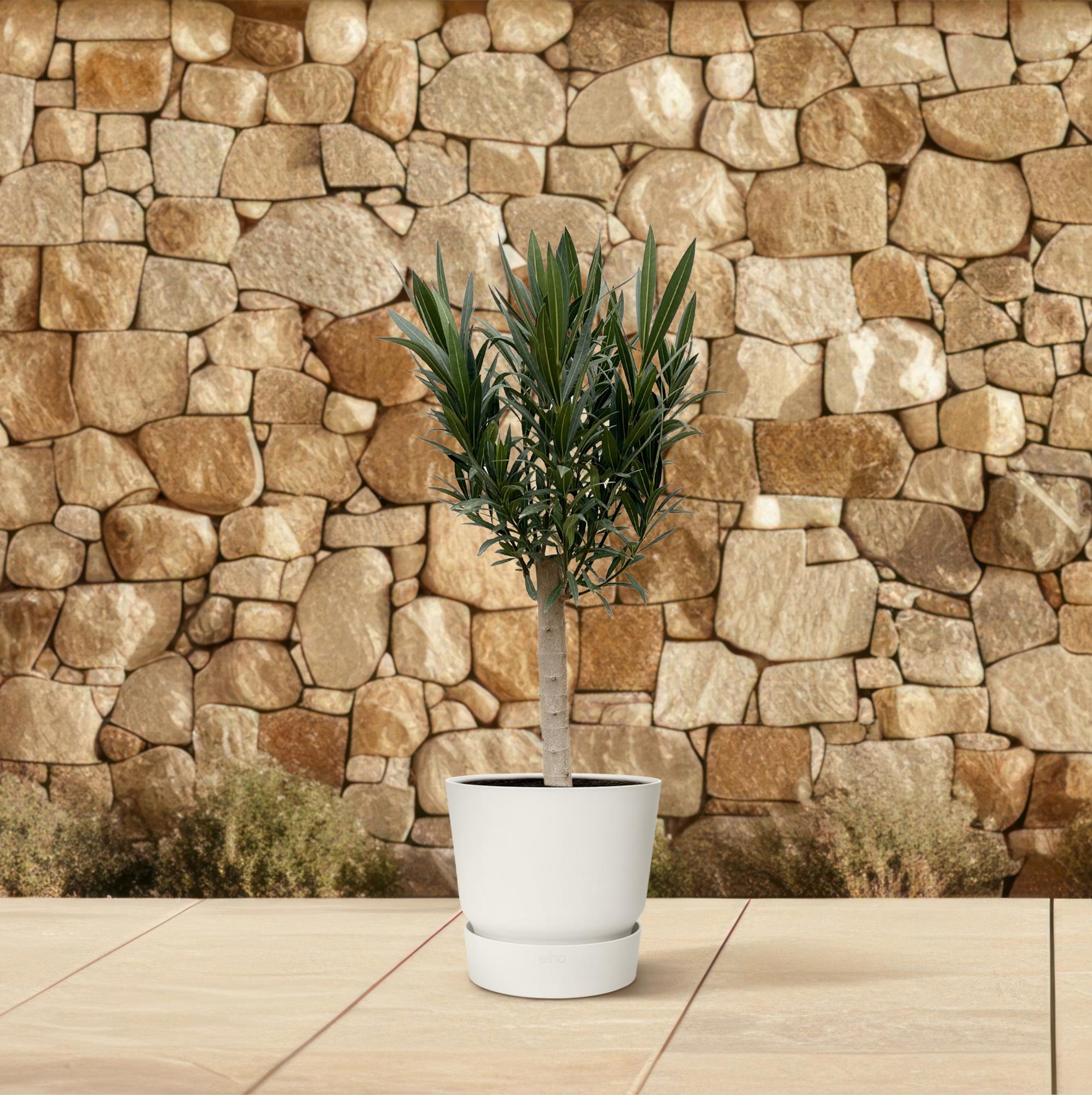 Nerium Oleander (op stam met witte bloem) Ø 22 H 110 cm 4