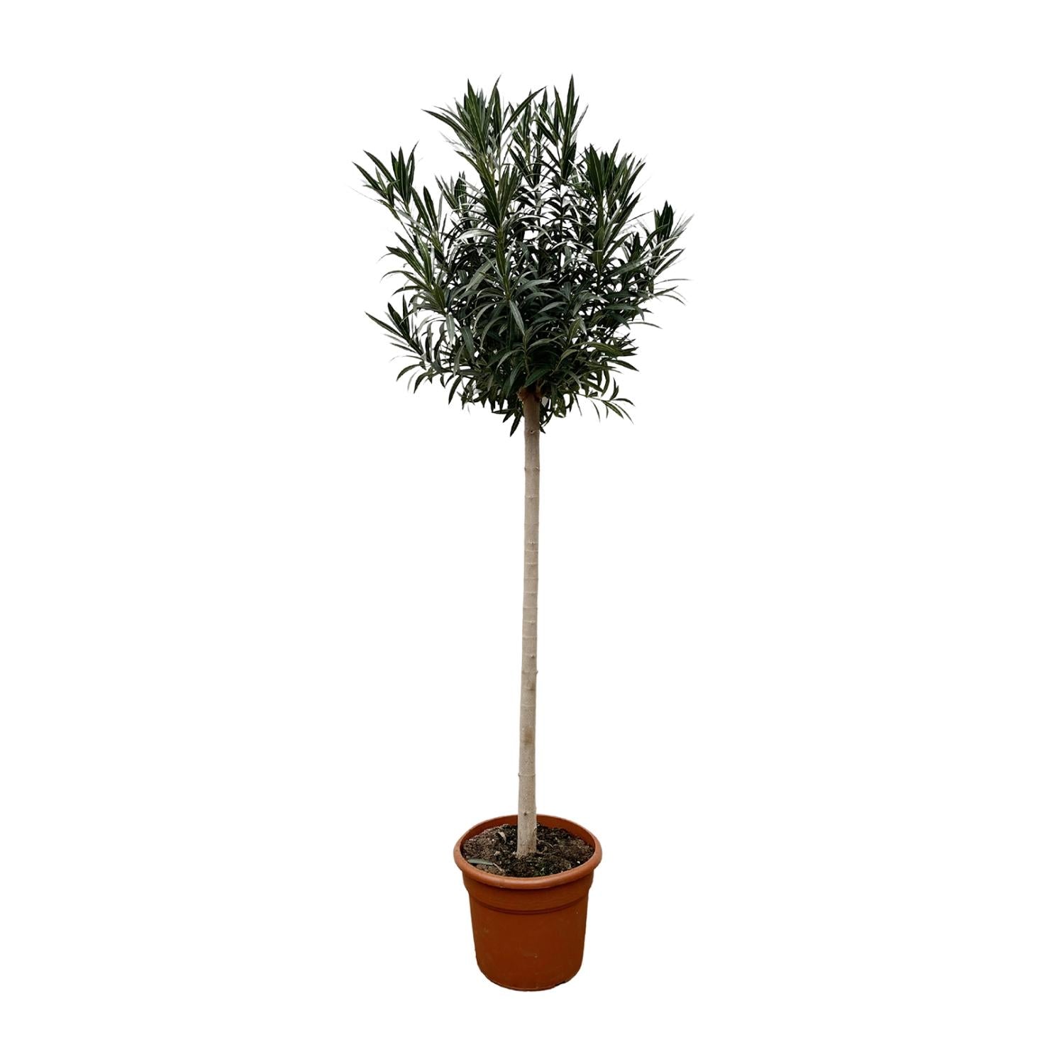 Nerium Oleander (op stam met witte bloem) Ø 40 H 170 cm