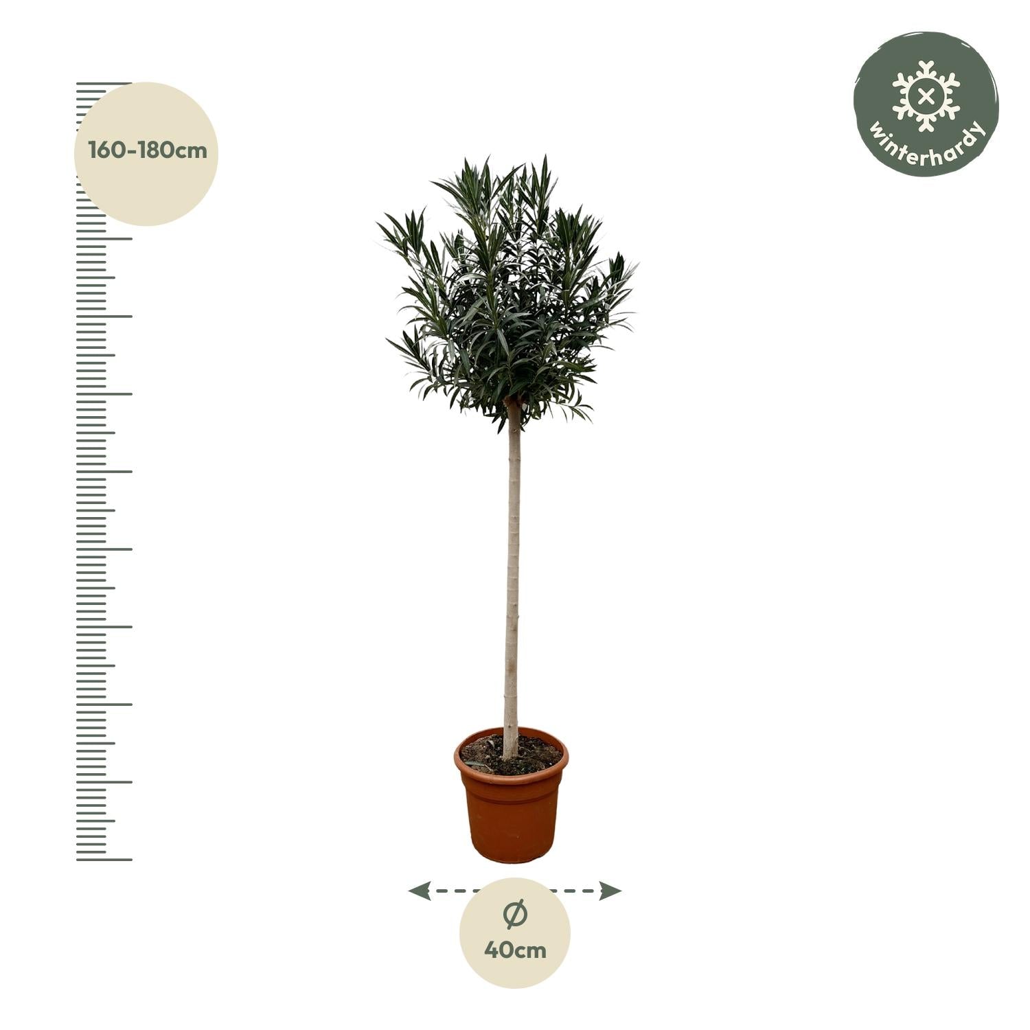 Nerium Oleander (op stam met witte bloem) Ø 40 H 170 cm 2