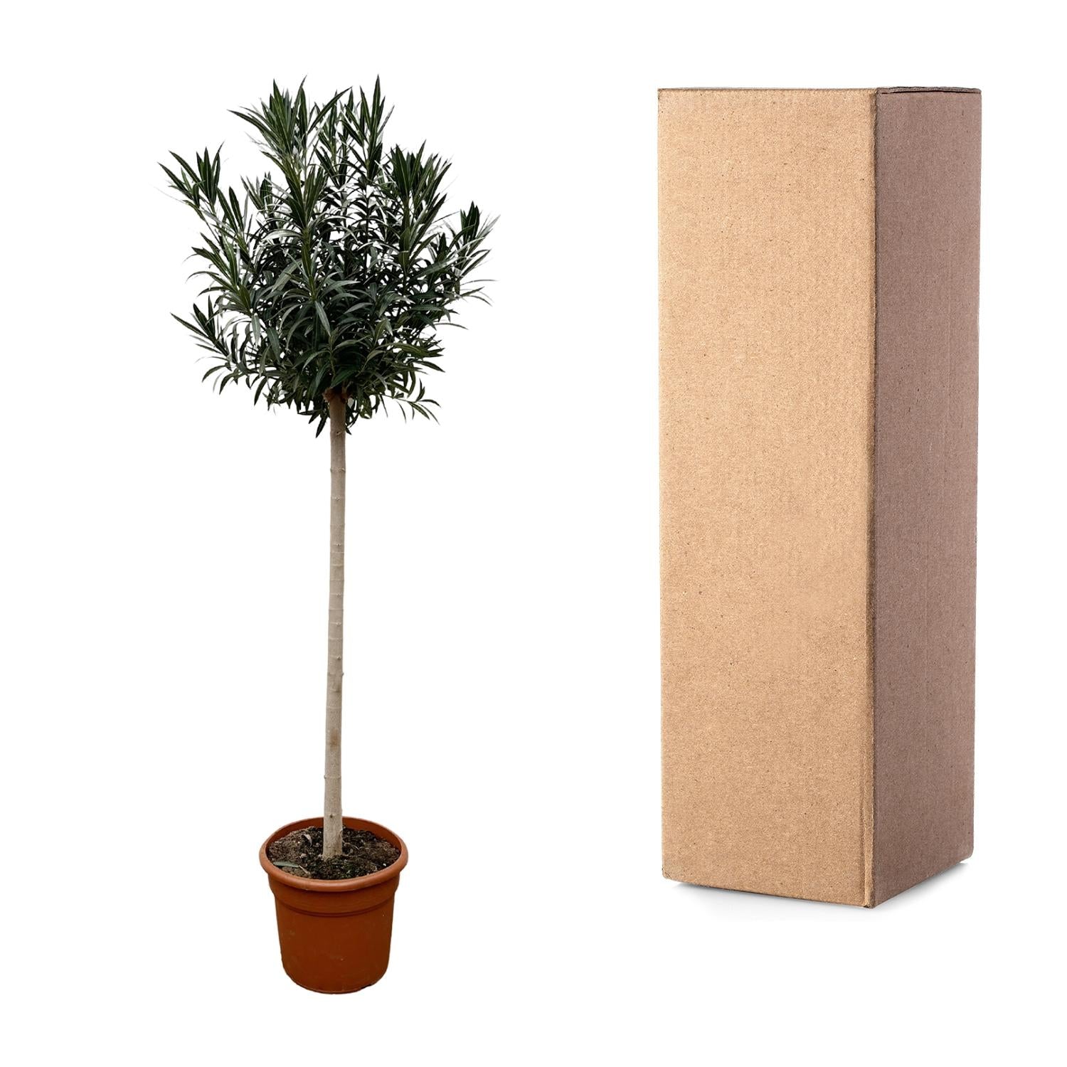 Nerium Oleander (op stam met witte bloem) Ø 40 H 170 cm 3