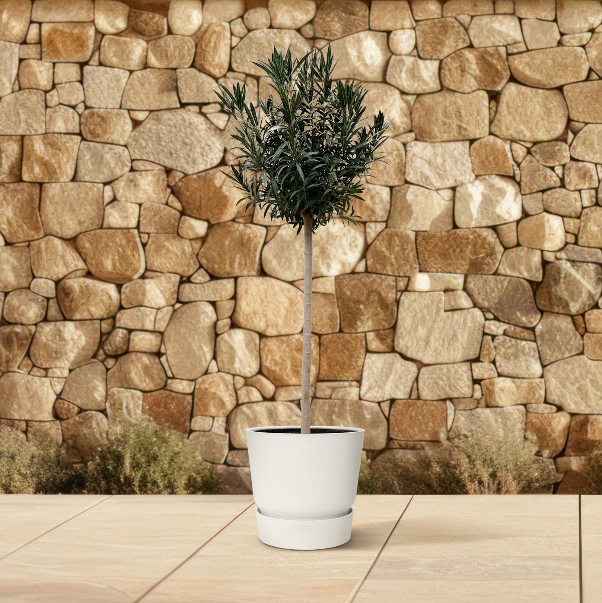 Nerium Oleander (op stam met witte bloem) Ø 40 H 170 cm 4