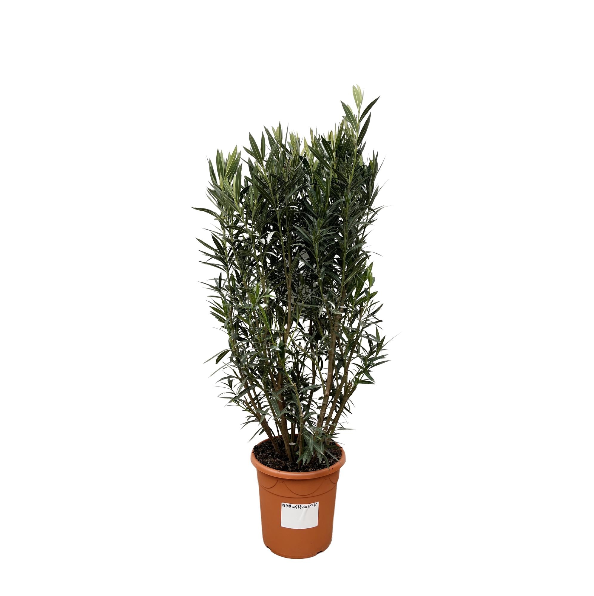 Nerium Oleander (struik) Ø 40 H 180 cm