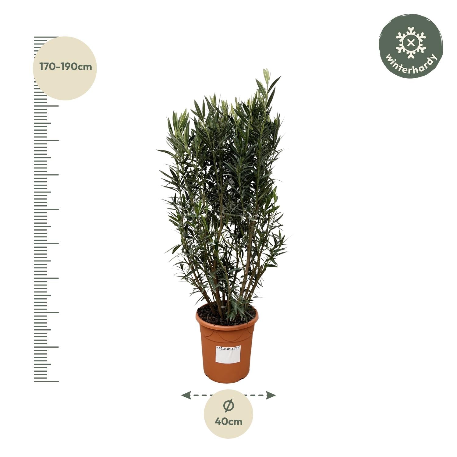 Nerium Oleander (struik) Ø 40 H 180 cm 2