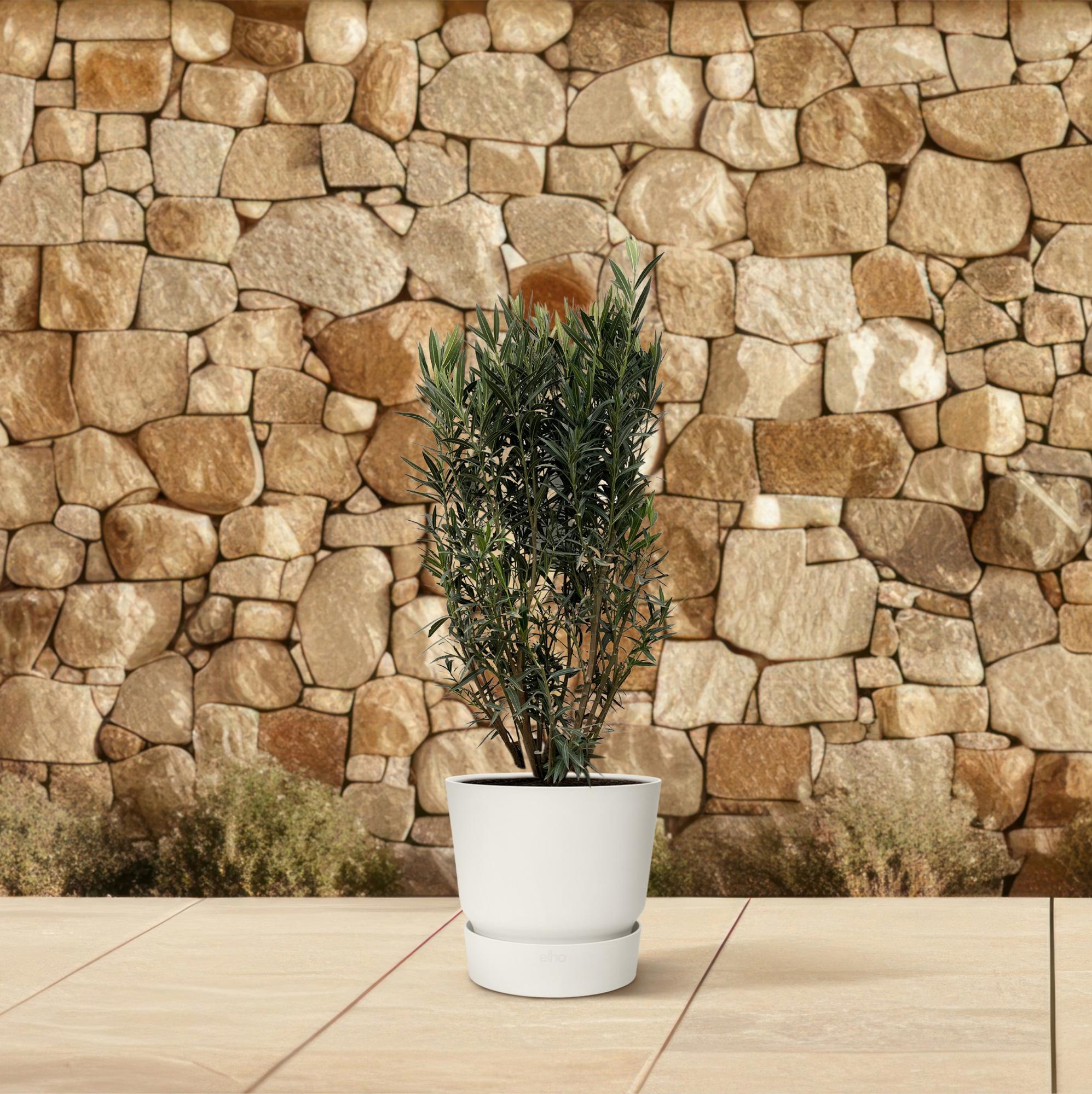 Nerium Oleander (struik) Ø 40 H 180 cm 4
