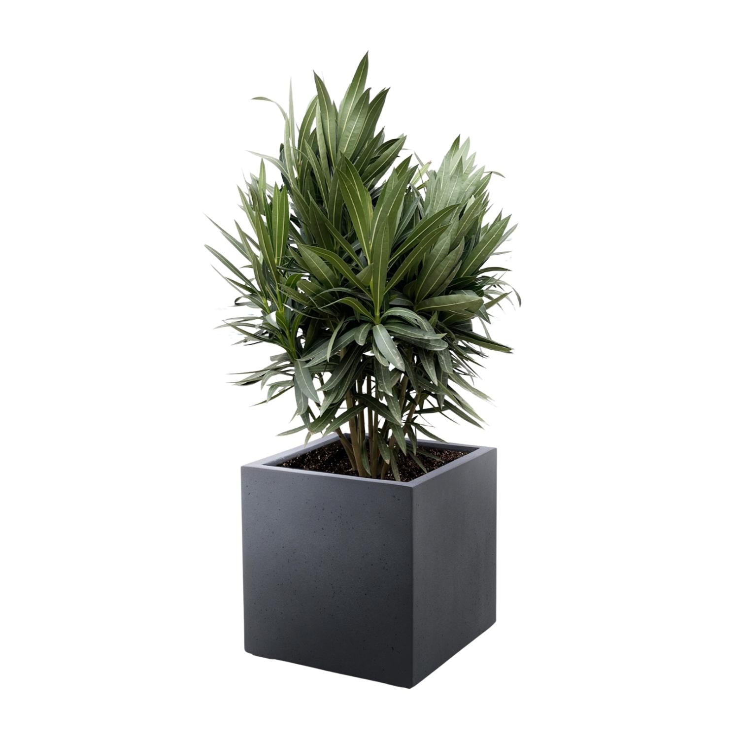 Nerium Oleander (struik met rode bloem) Ø 19 H 70 cm