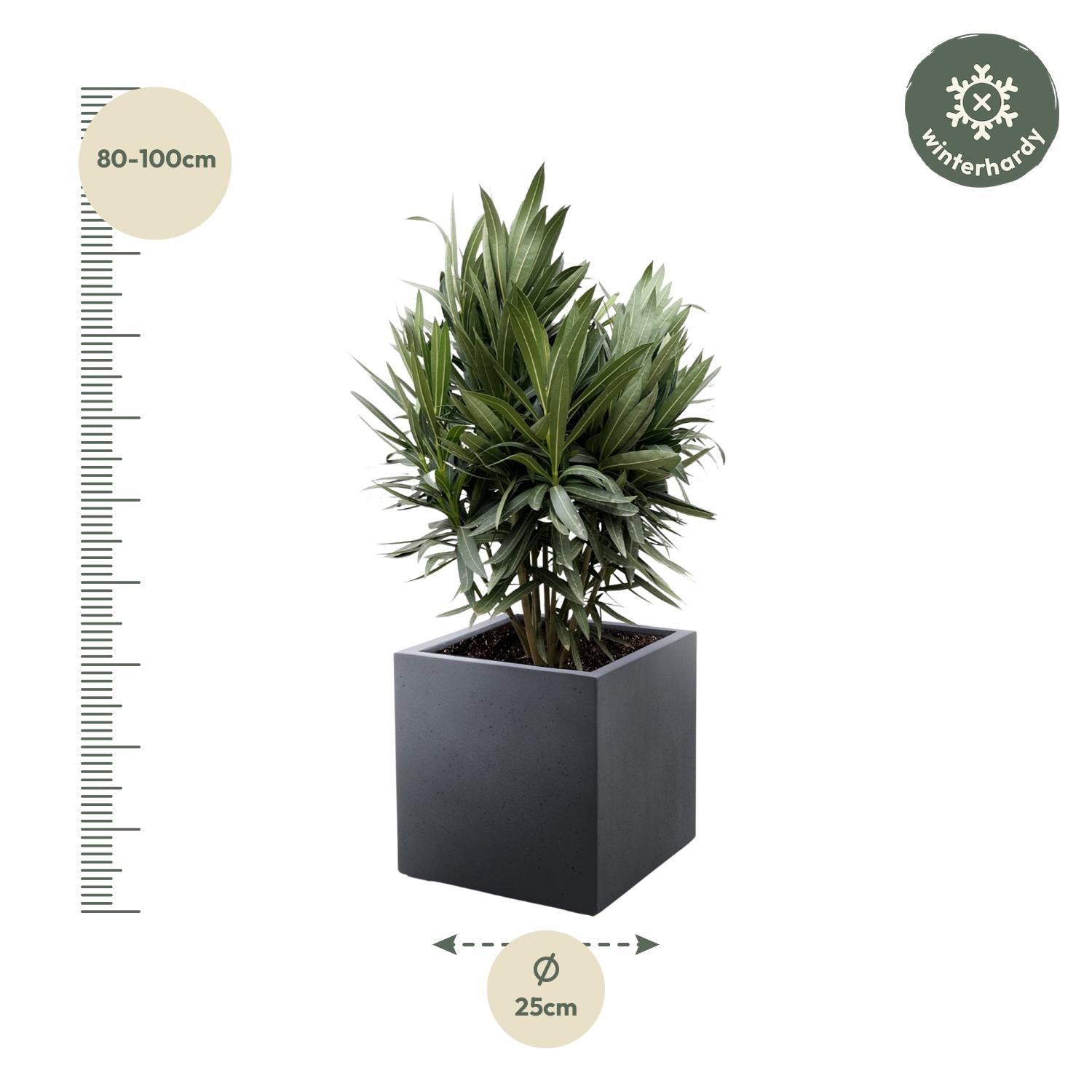 Nerium Oleander (struik met rode bloem) Ø 19 H 70 cm 2