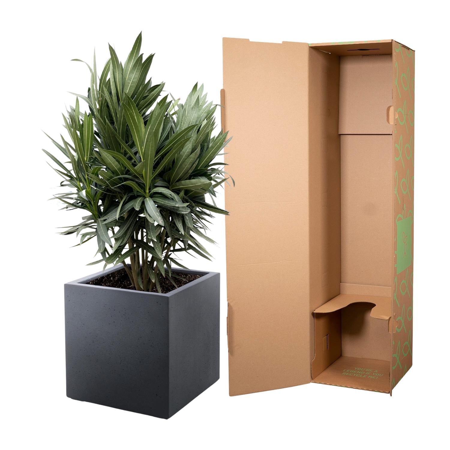 Nerium Oleander (struik met rode bloem) Ø 19 H 70 cm 3