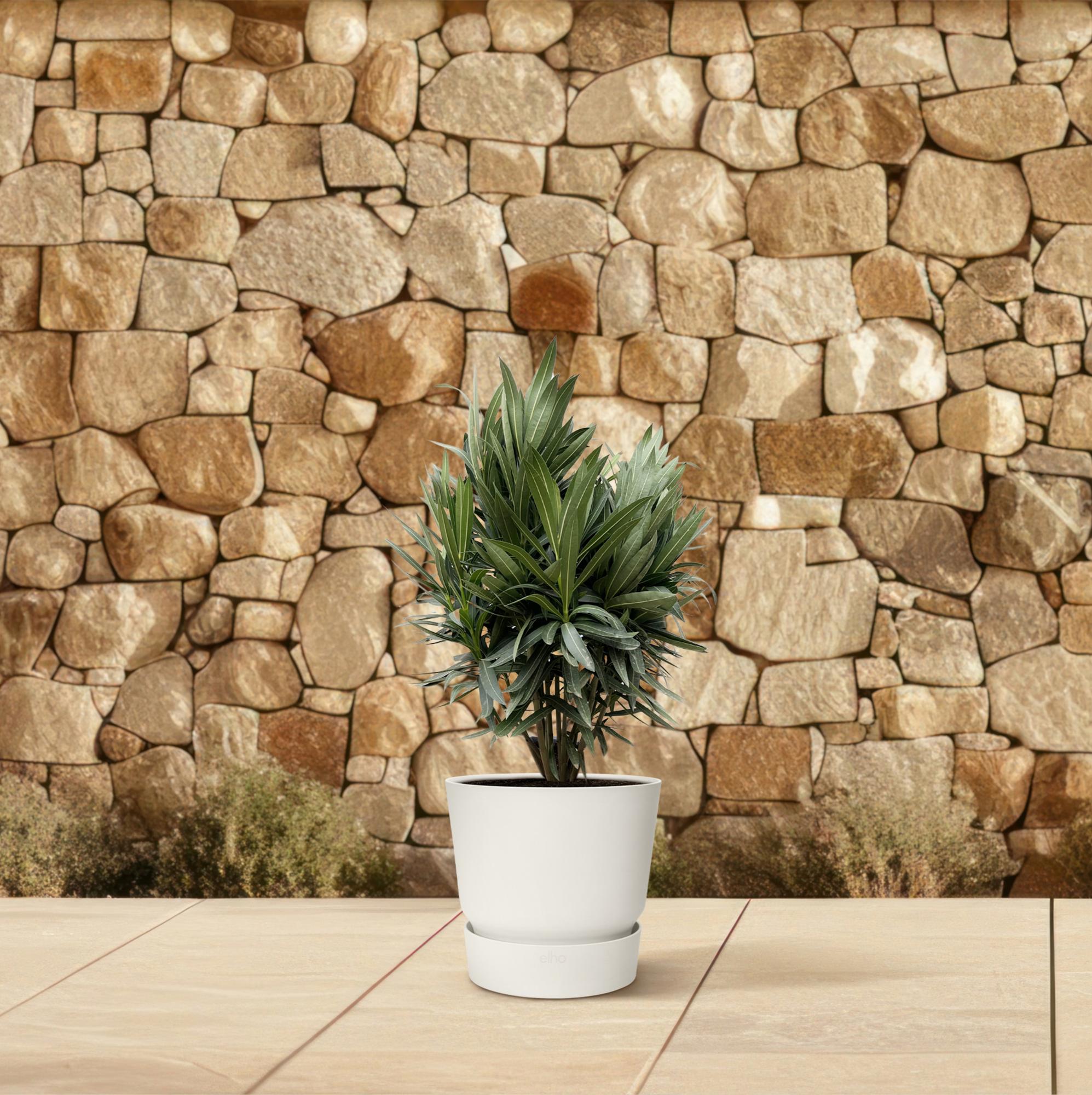Nerium Oleander (struik met rode bloem) Ø 19 H 70 cm 4