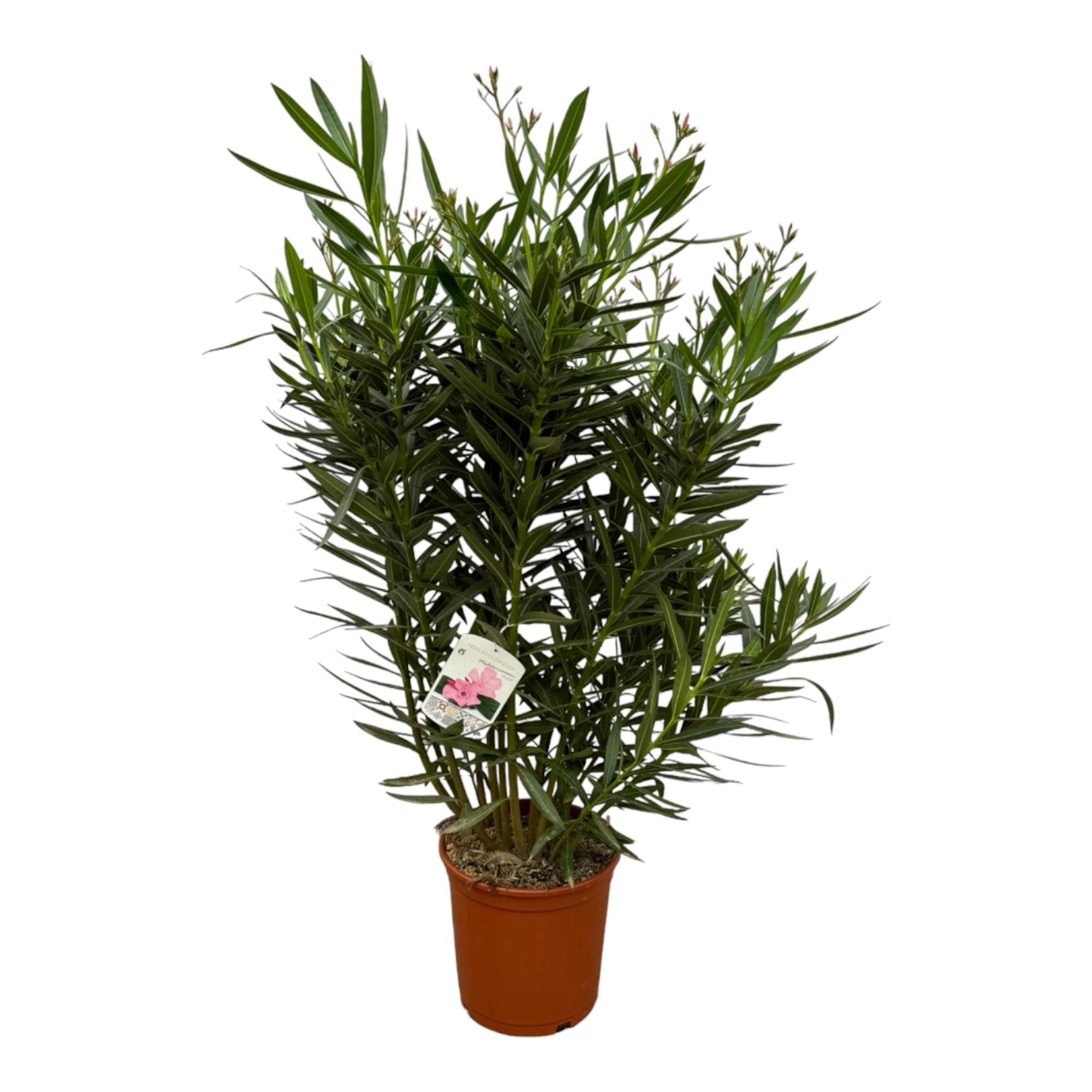 Nerium Oleander (struik met witte bloem) Ø 32 H 160 cm