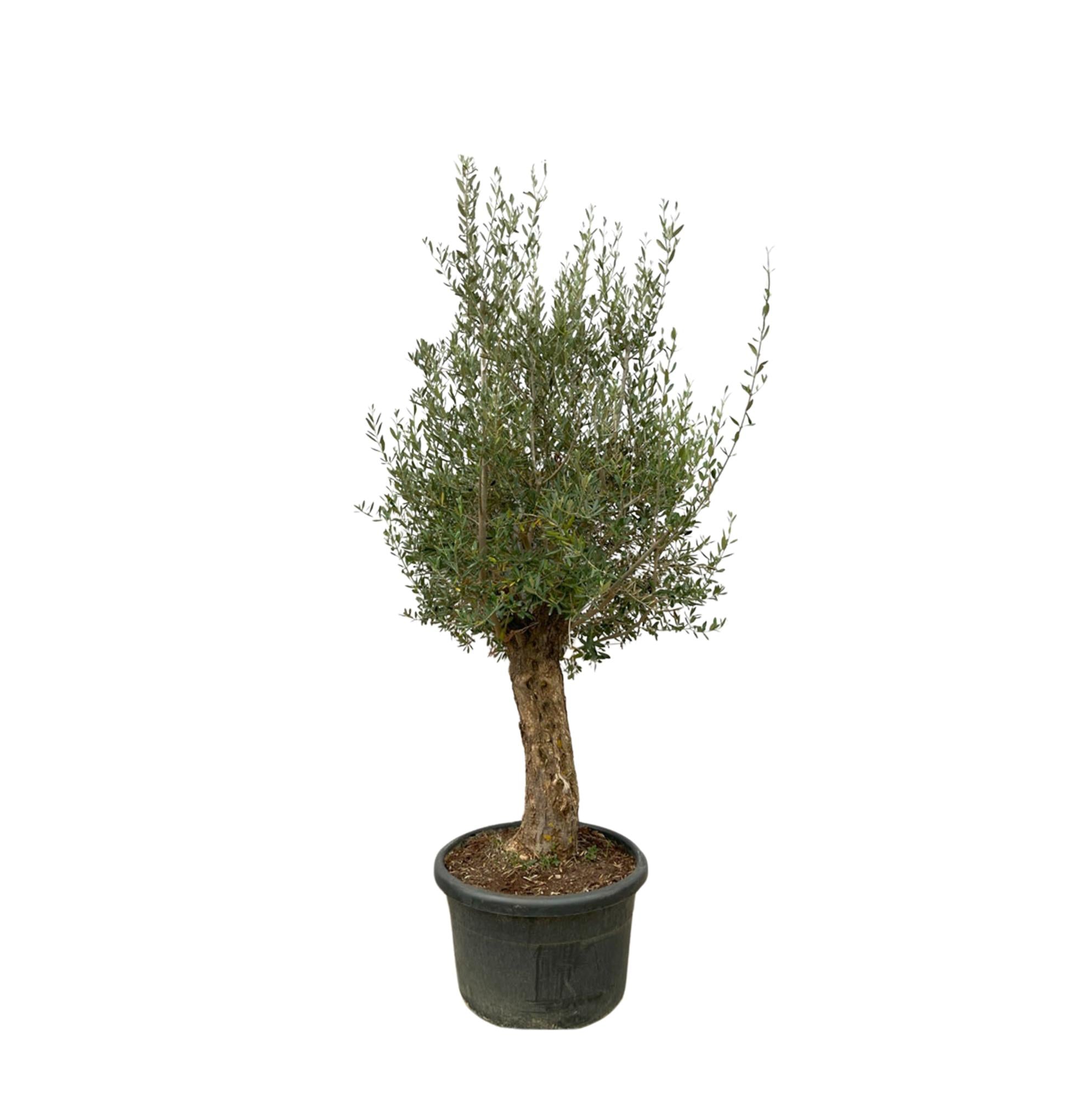 Olea Europaea Bonsai Ø 65 H 250 cm