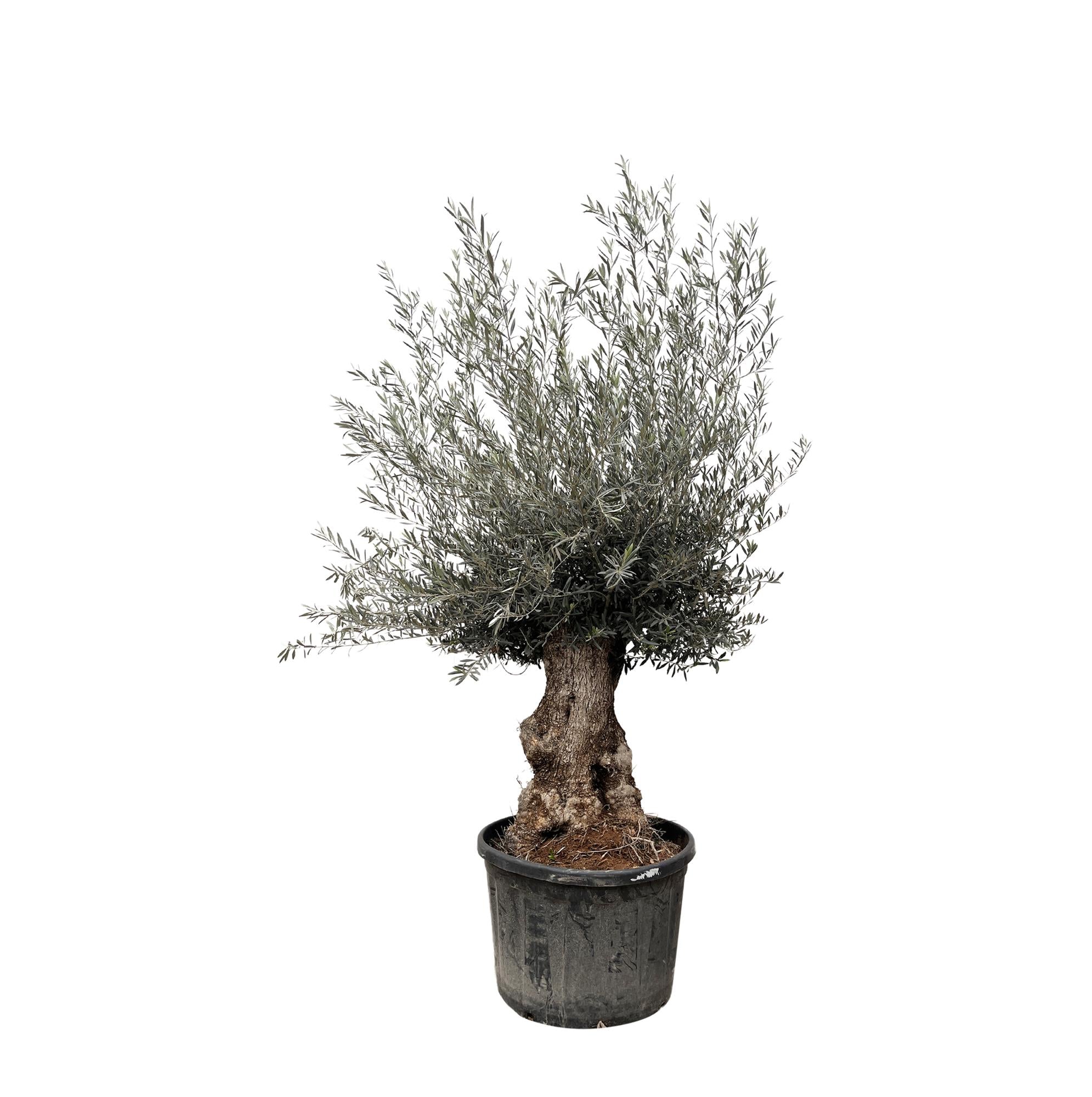 Olea Europaea Bonsai Ø 80 H 270 cm