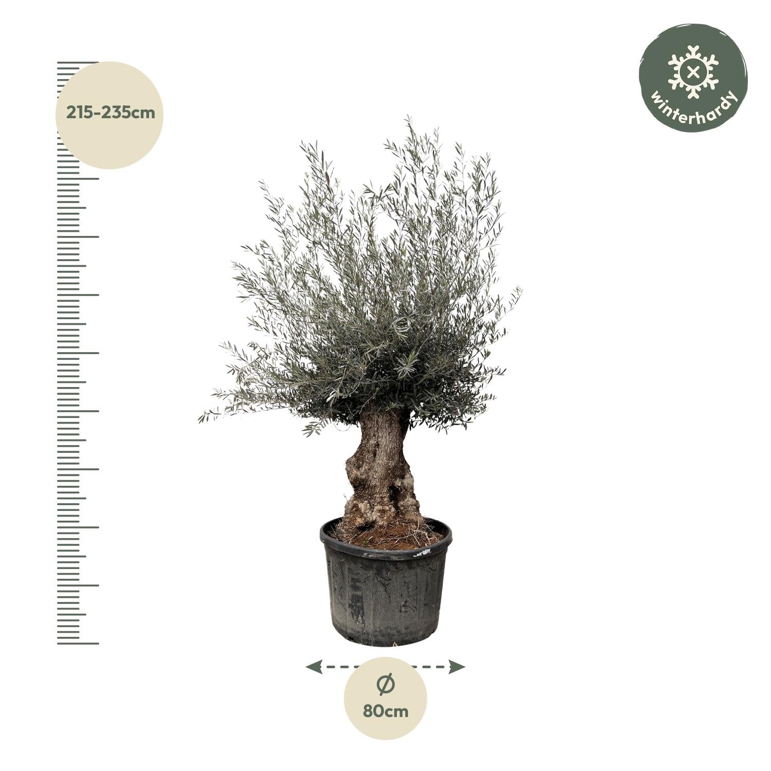 Olea Europaea Bonsai Ø 80 H 270 cm 2