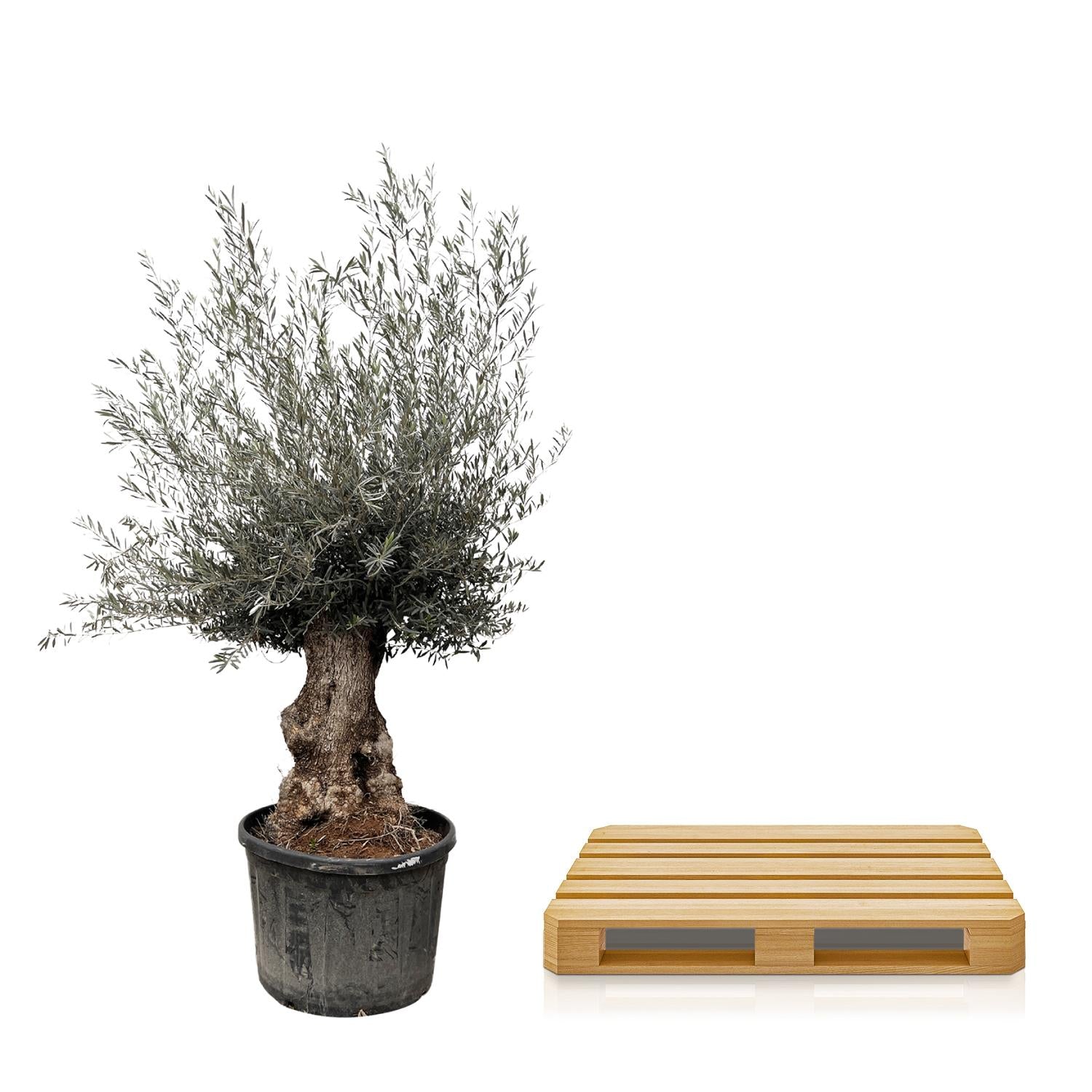 Olea Europaea Bonsai Ø 80 H 270 cm 3