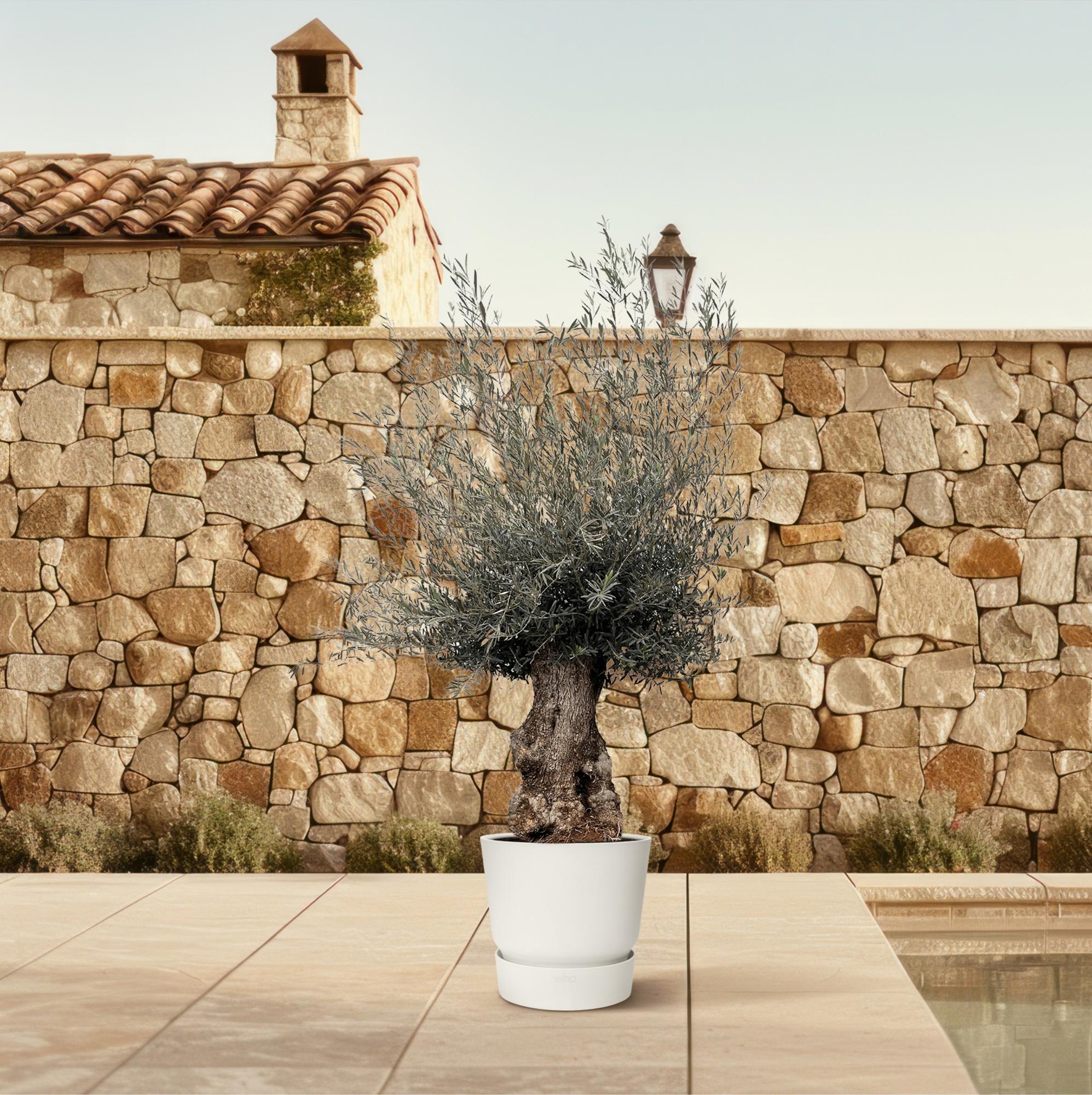 Olea Europaea Bonsai Ø 80 H 270 cm 4