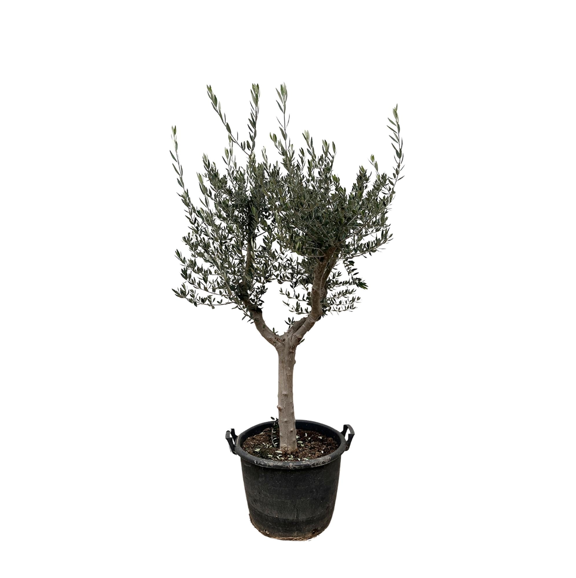 Olea Europaea Cultivo Ø 45 H 230 cm