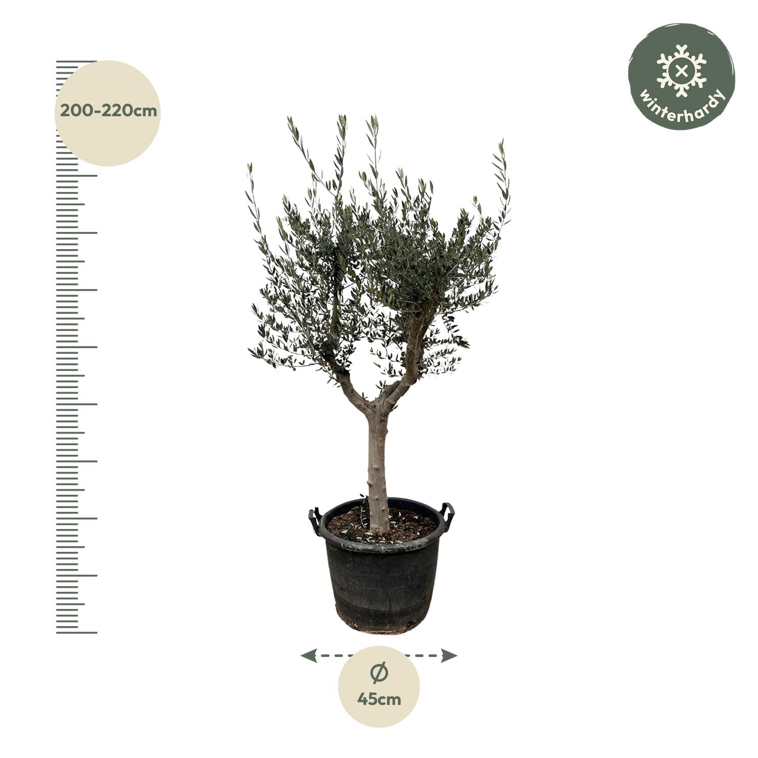 Olea Europaea Cultivo Ø 45 H 230 cm 2