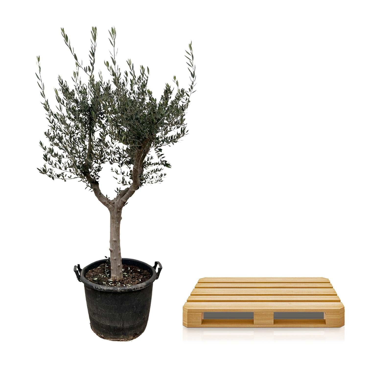 Olea Europaea Cultivo Ø 45 H 230 cm 3