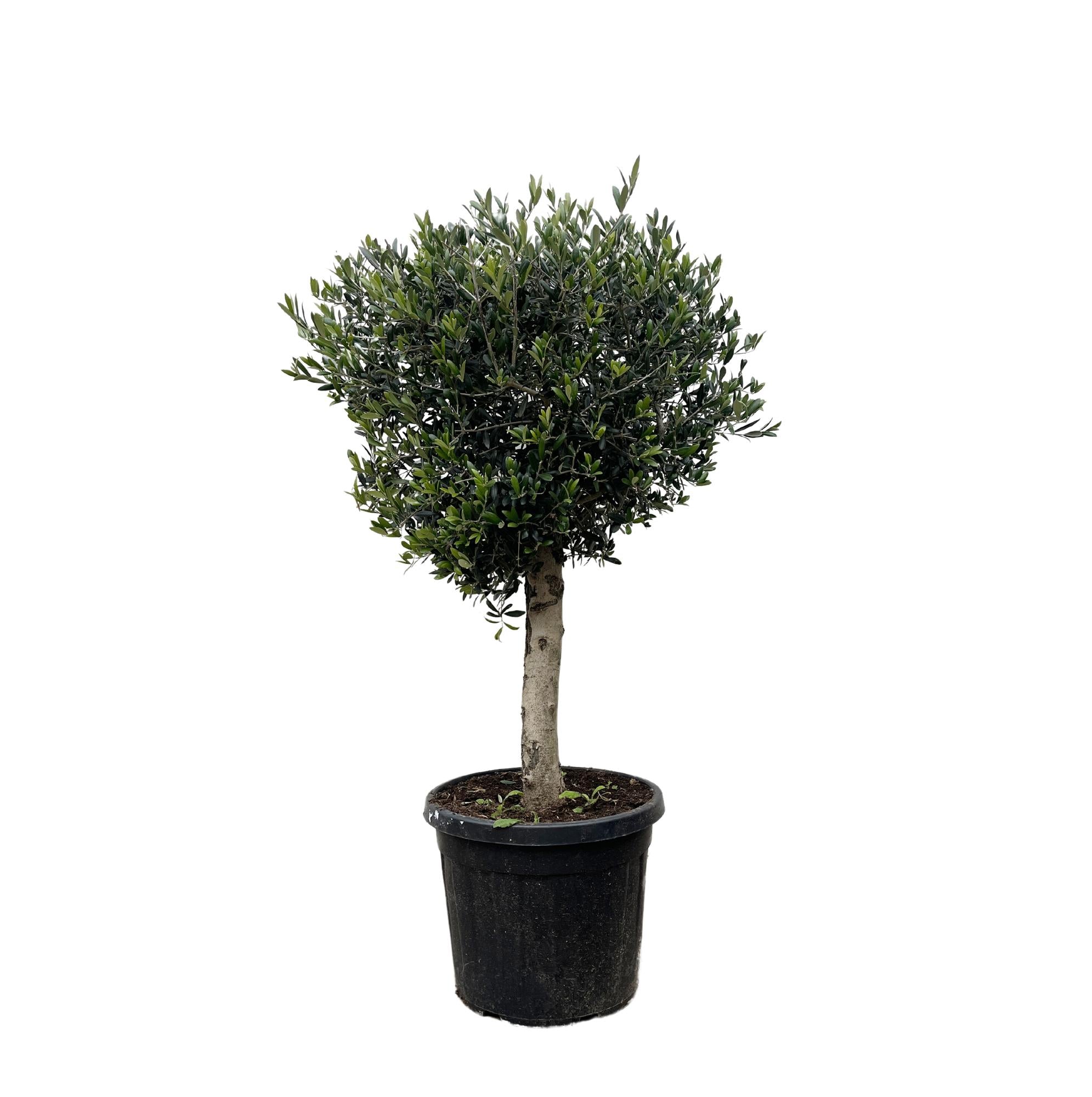 Olea Europaea Lorc Ø 50 H 180 cm