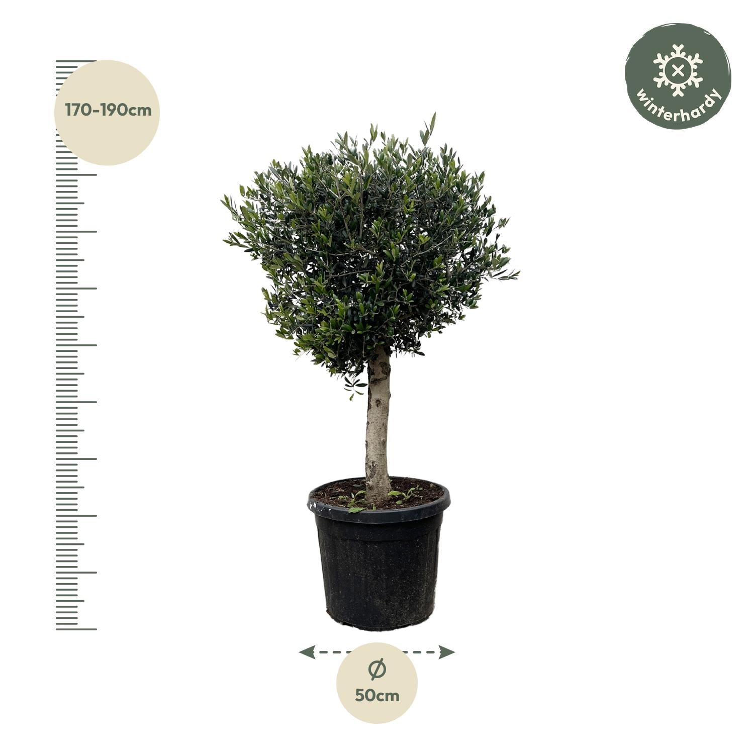 Olea Europaea Lorc Ø 50 H 180 cm 2