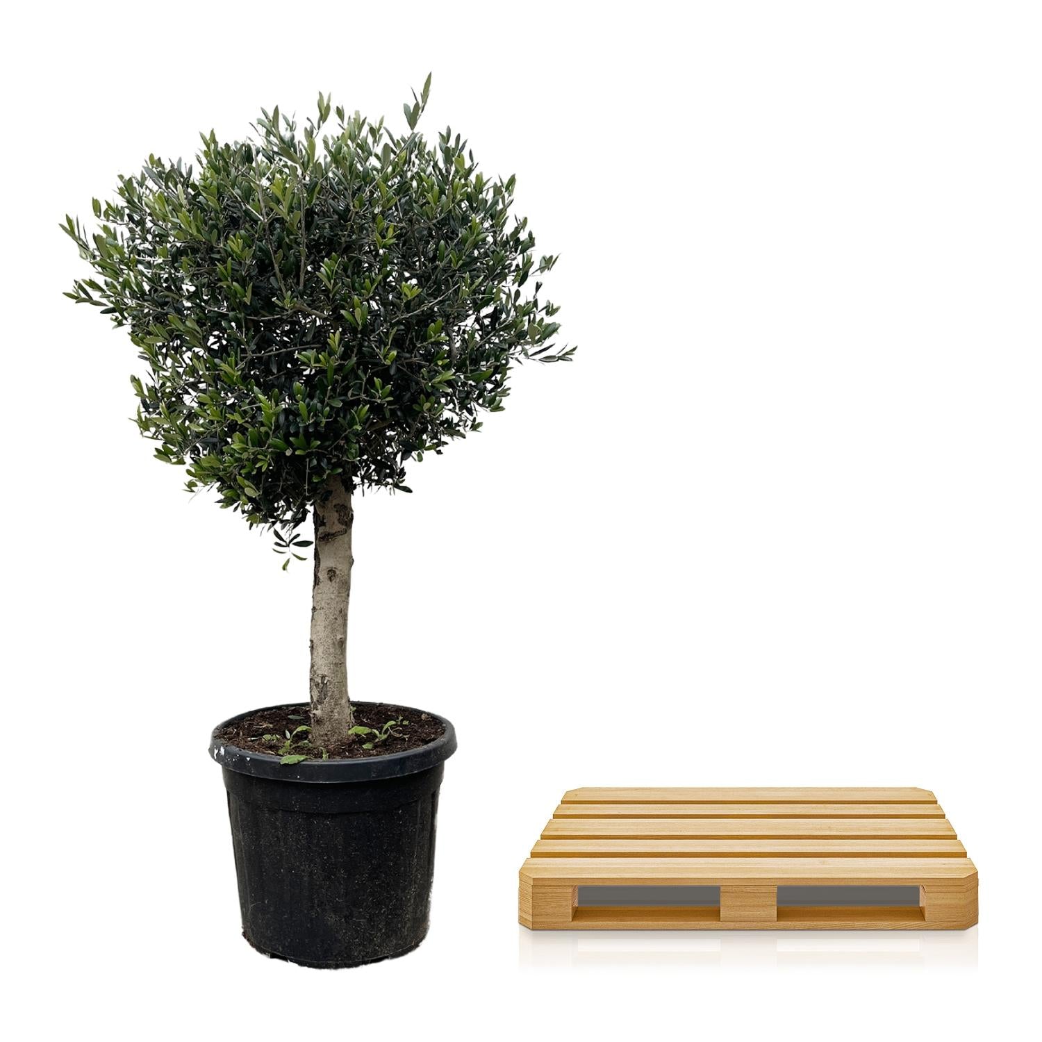 Olea Europaea Lorc Ø 50 H 180 cm 3
