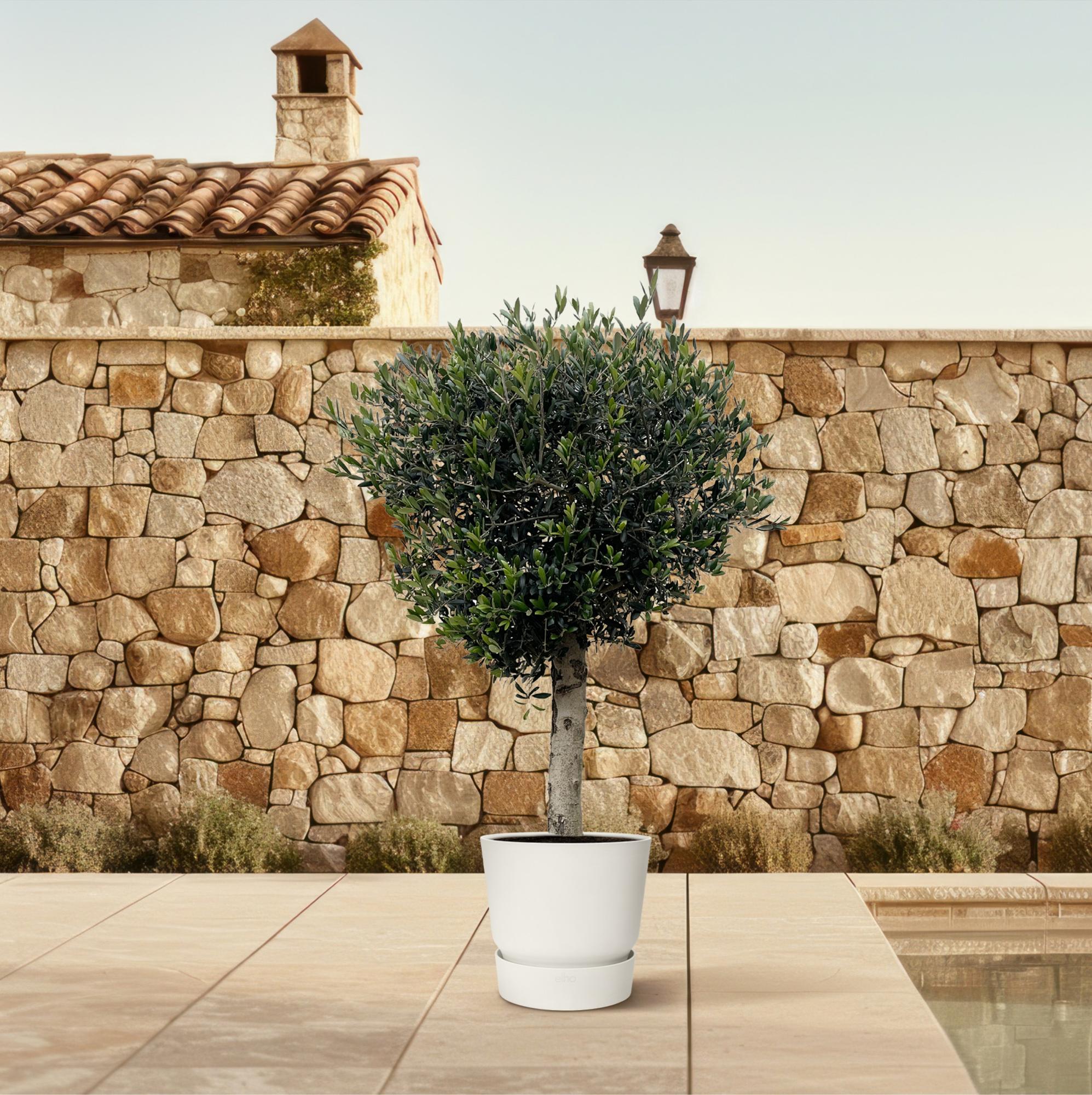 Olea Europaea Lorc Ø 50 H 180 cm 4