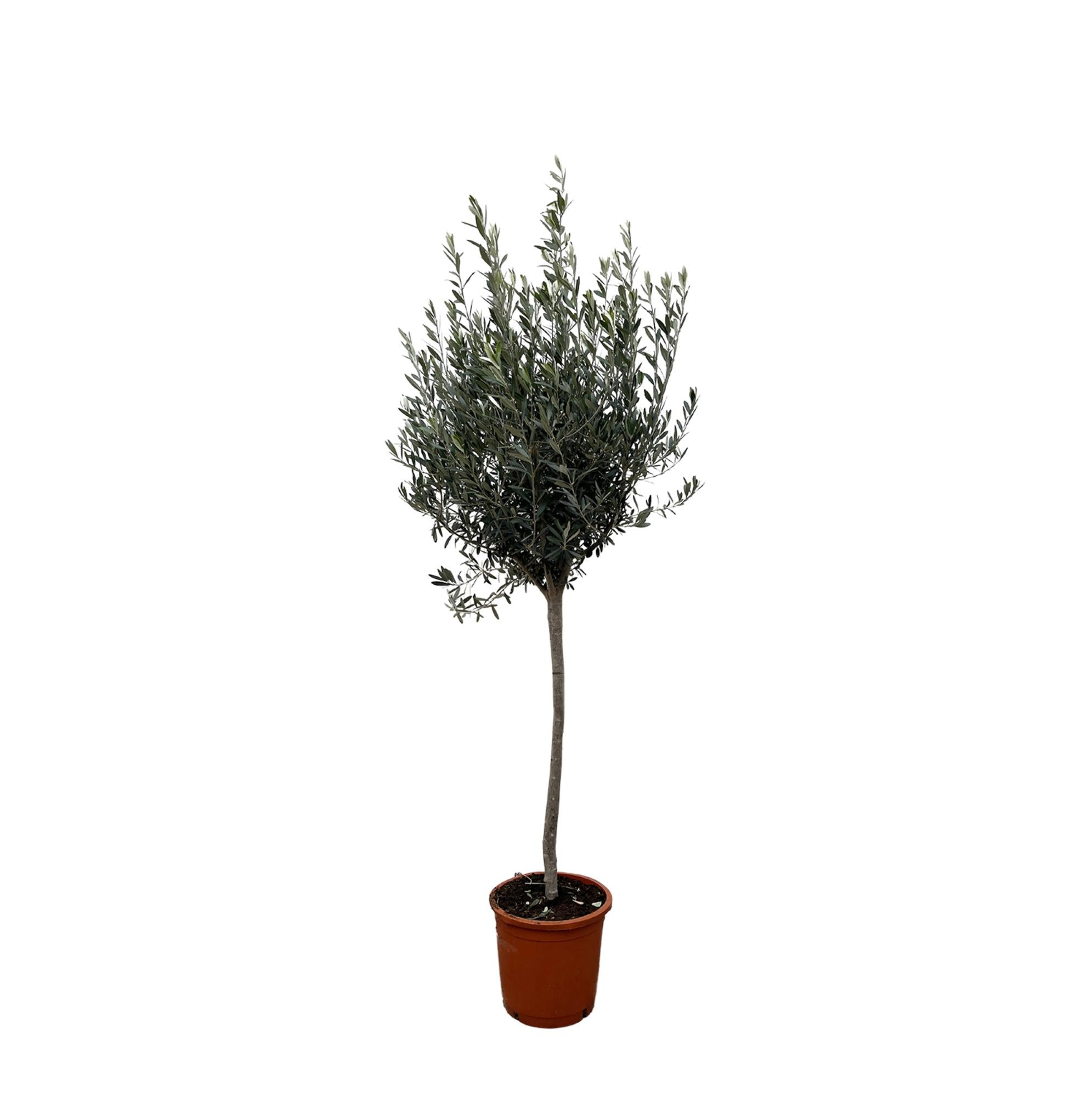 Olea Europaea (op stam) Ø 24 H 160 cm