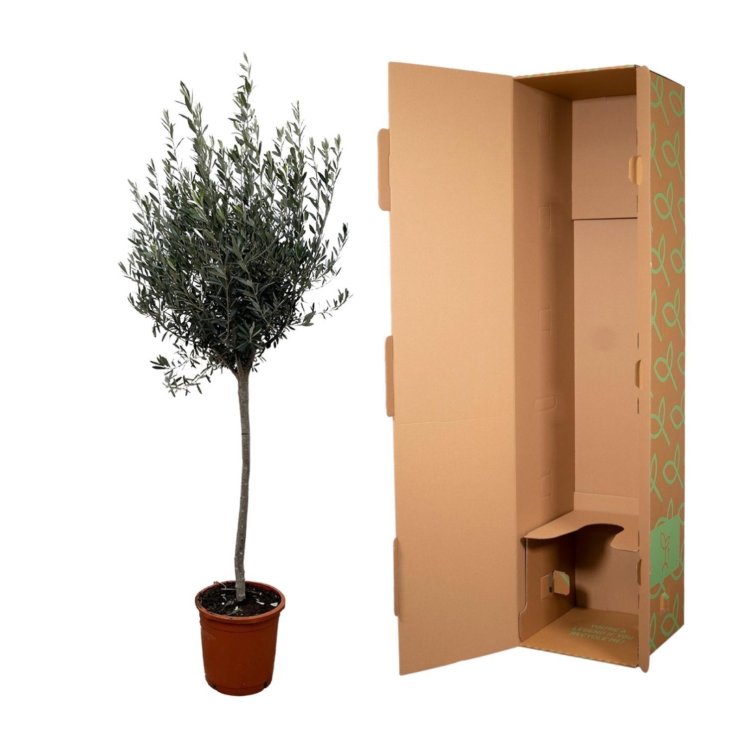 Olea Europaea (op stam) Ø 24 H 160 cm 2