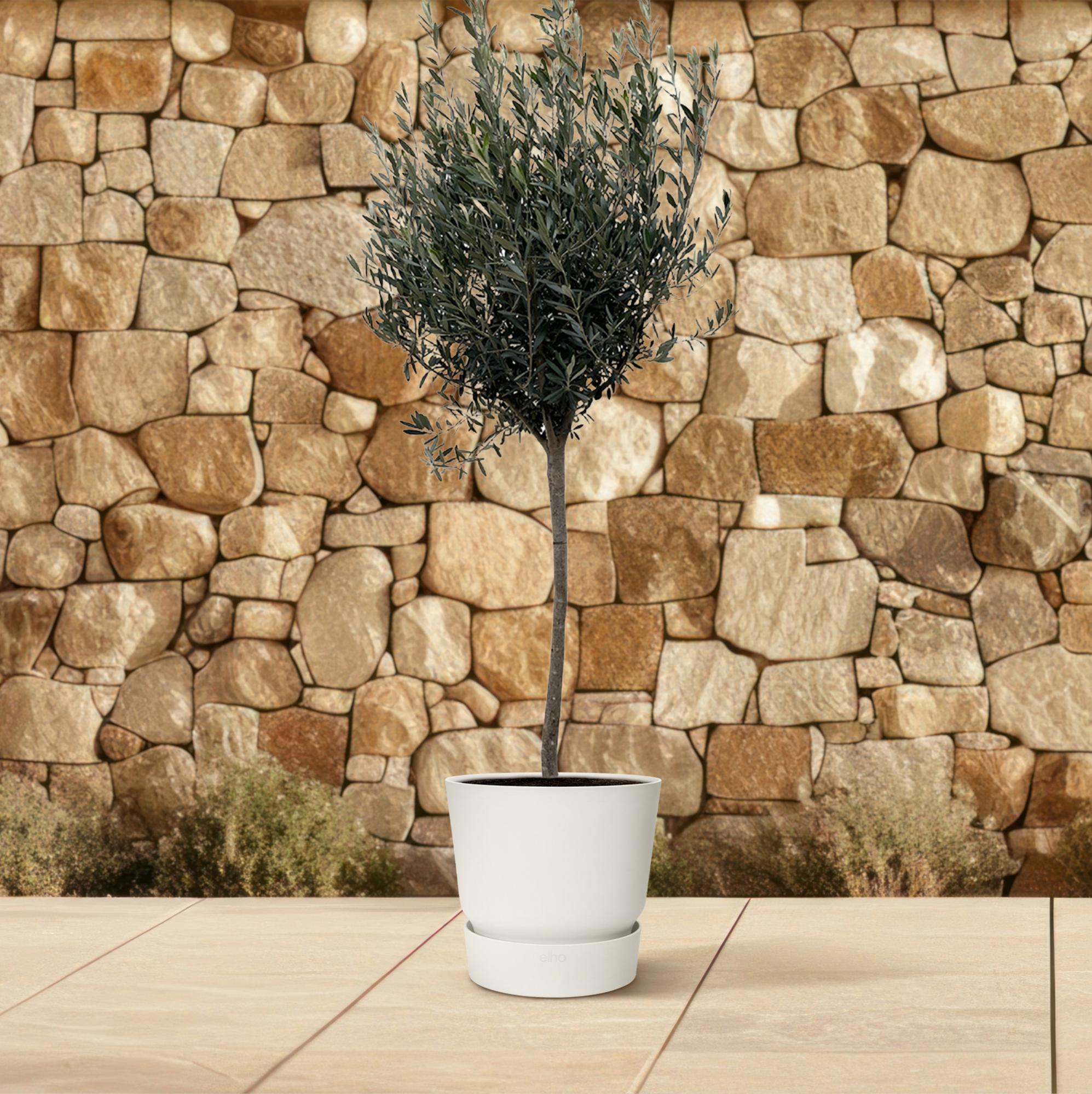 Olea Europaea (op stam) Ø 24 H 160 cm 3