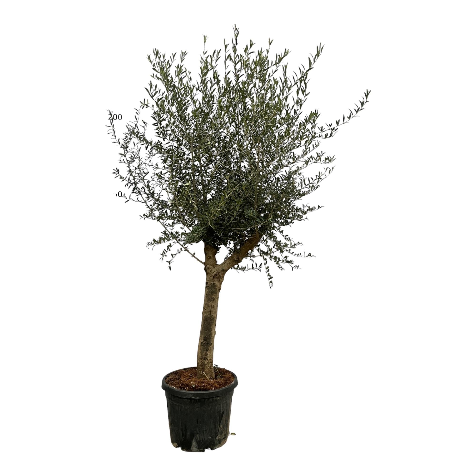 Olea Lorc Ø 45 H 200 cm