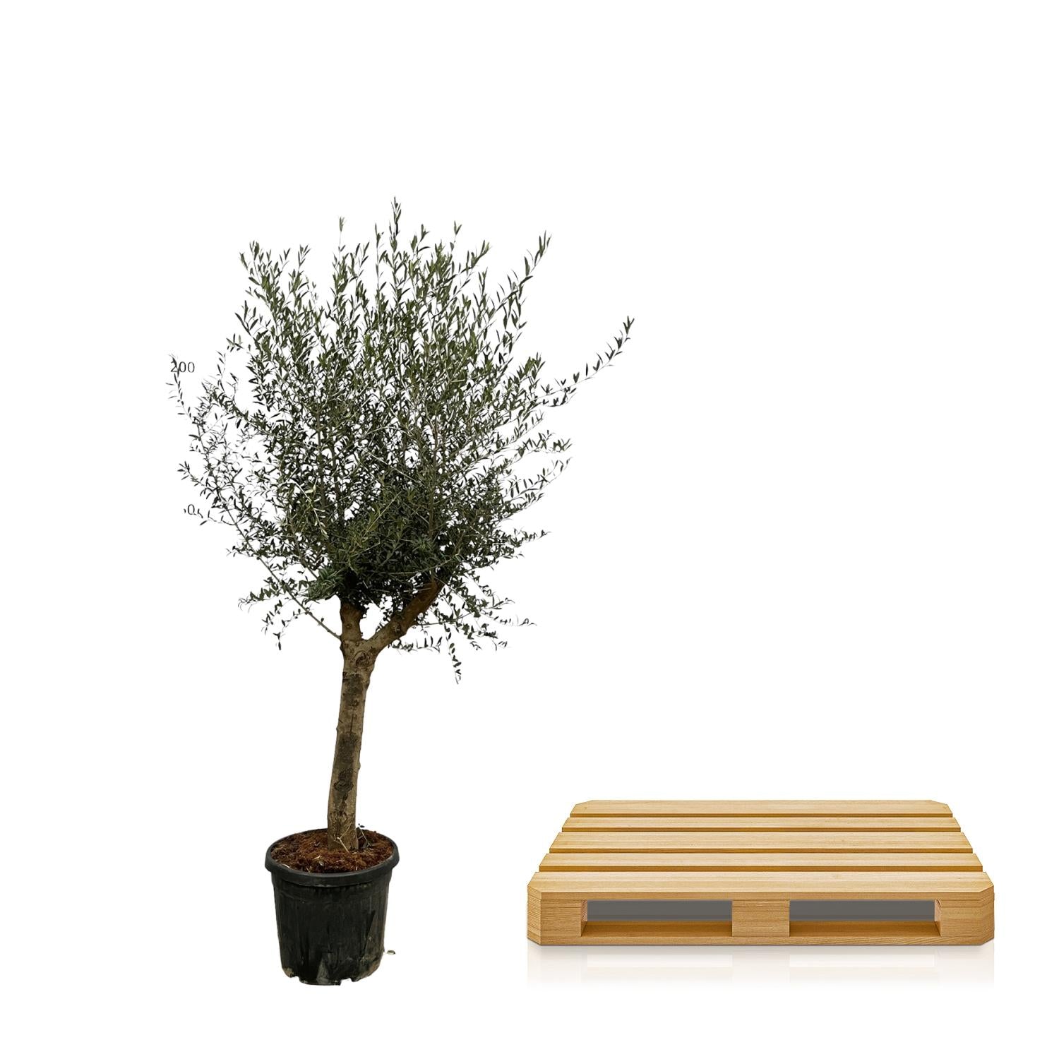 Olea Lorc Ø 45 H 200 cm 2