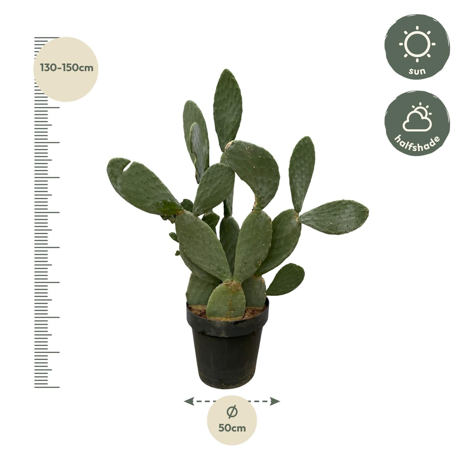 Opuntia (Cactus) Ø 38 H 120 cm 2